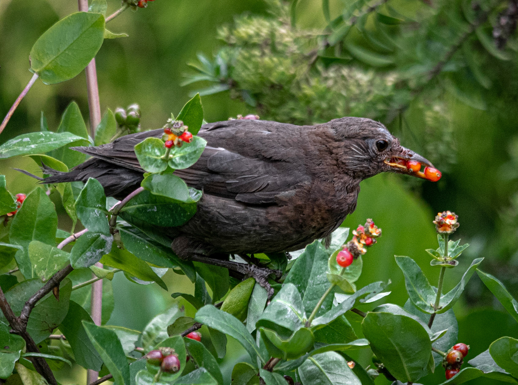 Blackbird