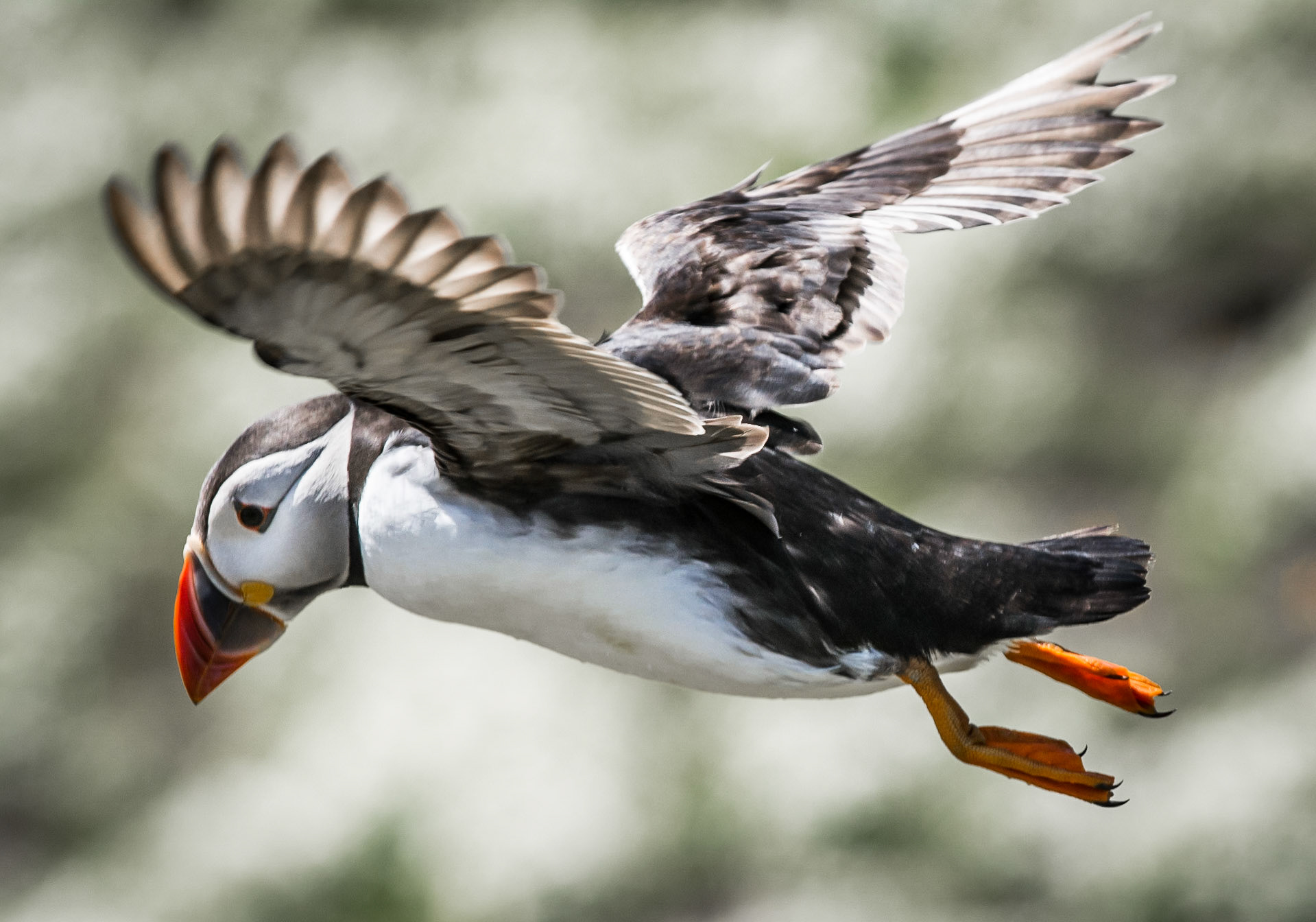 Puffin