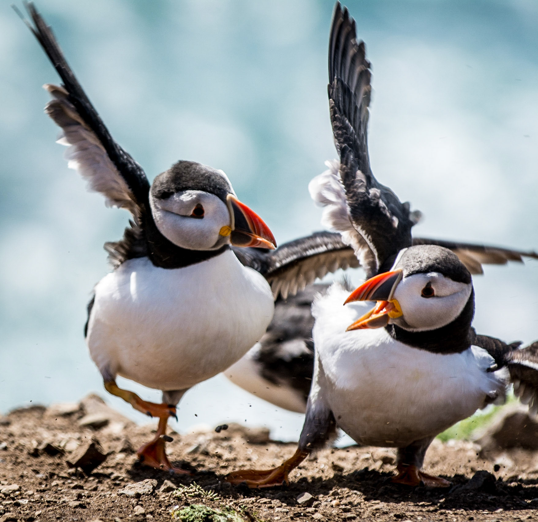 Puffin