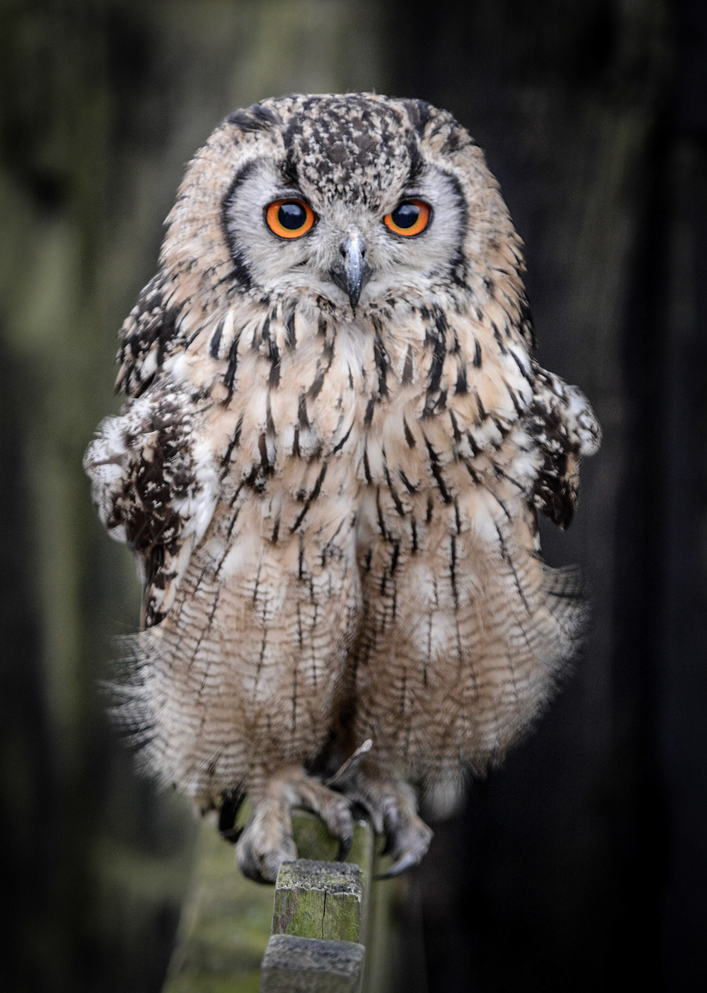 Tawny Owl