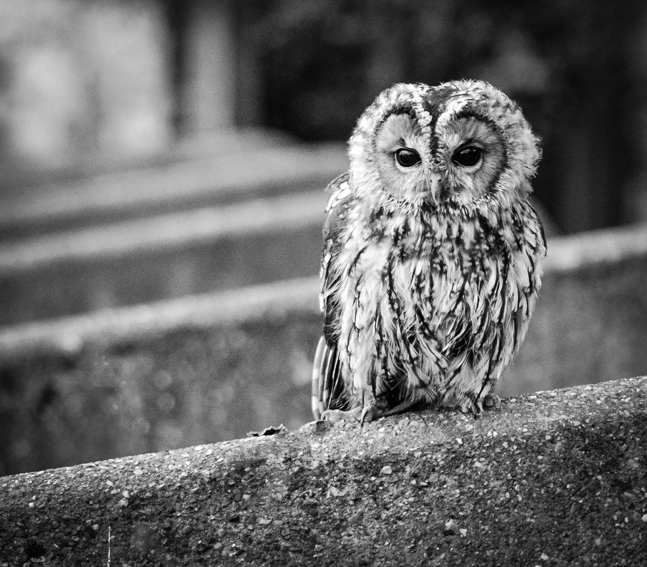 Tawny Owl