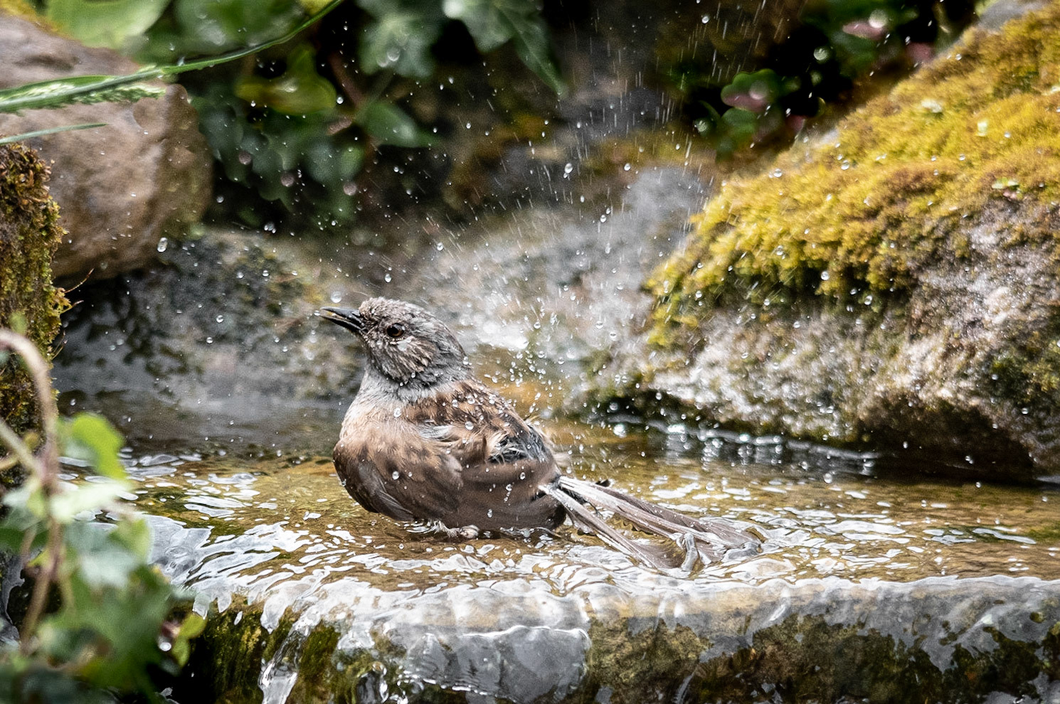 Dunnock