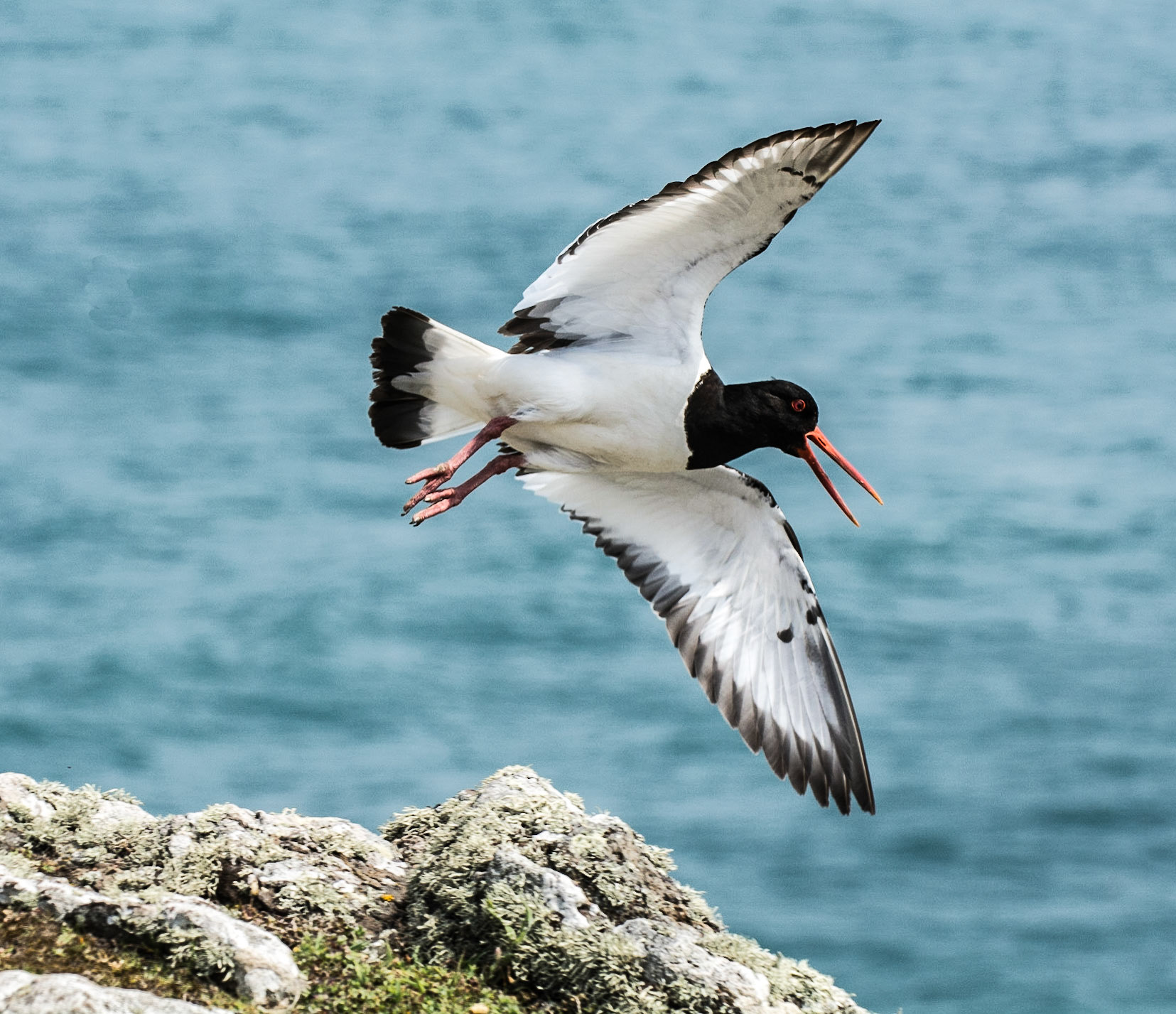 Oyster Catcher