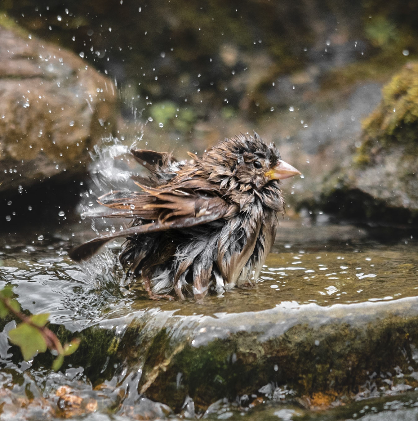 Dunnock