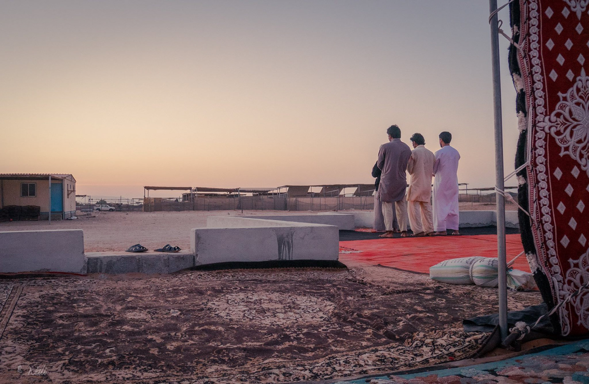 Abu Dhabi Camelfarm