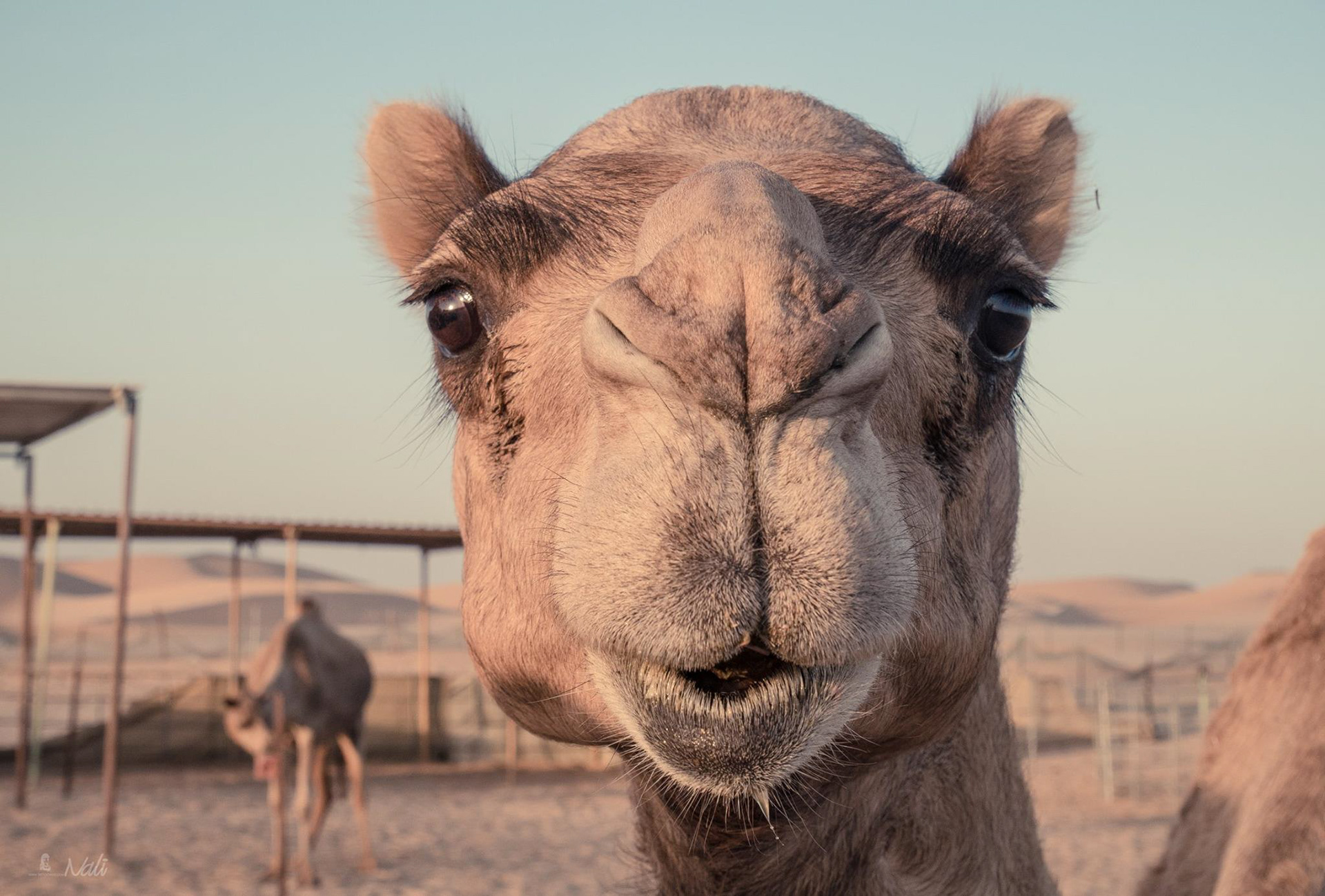 Abu Dhabi Camel Farm