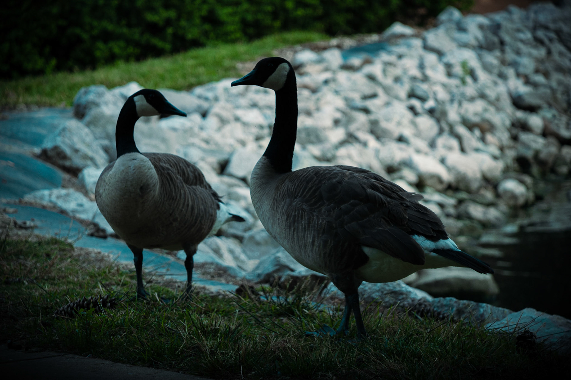 Canadian Geese