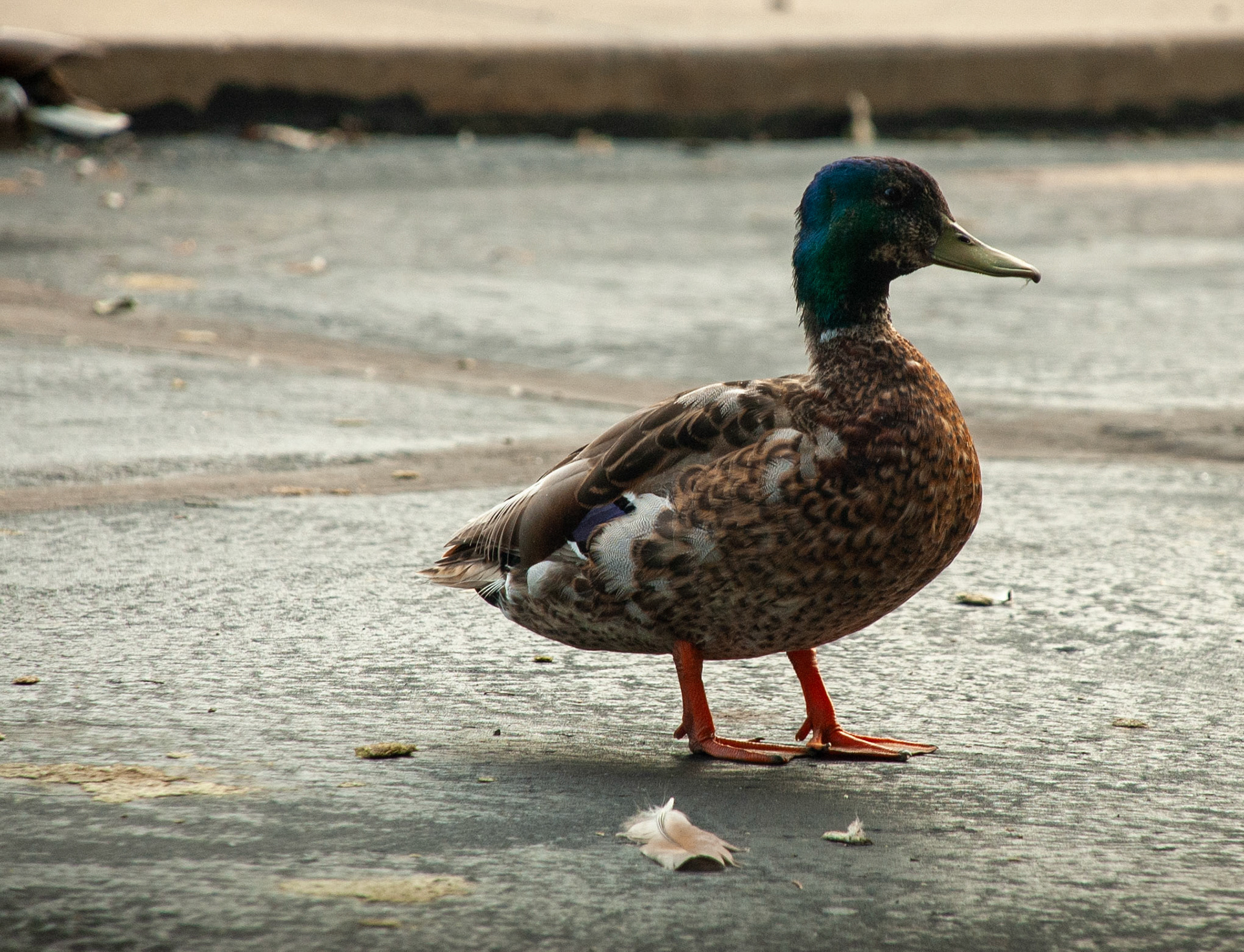 Mallard duck - Male