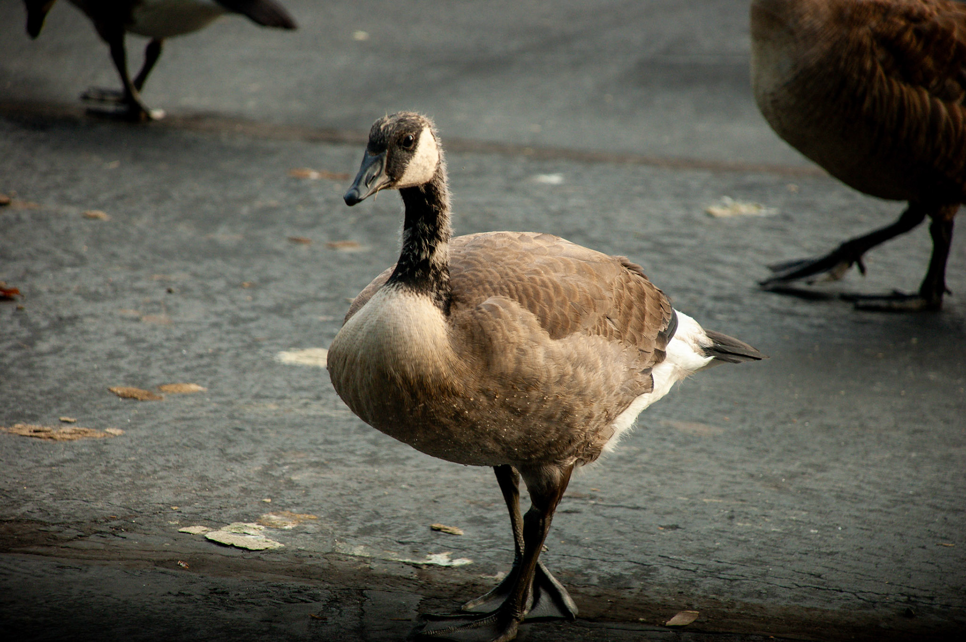 Canada Goose