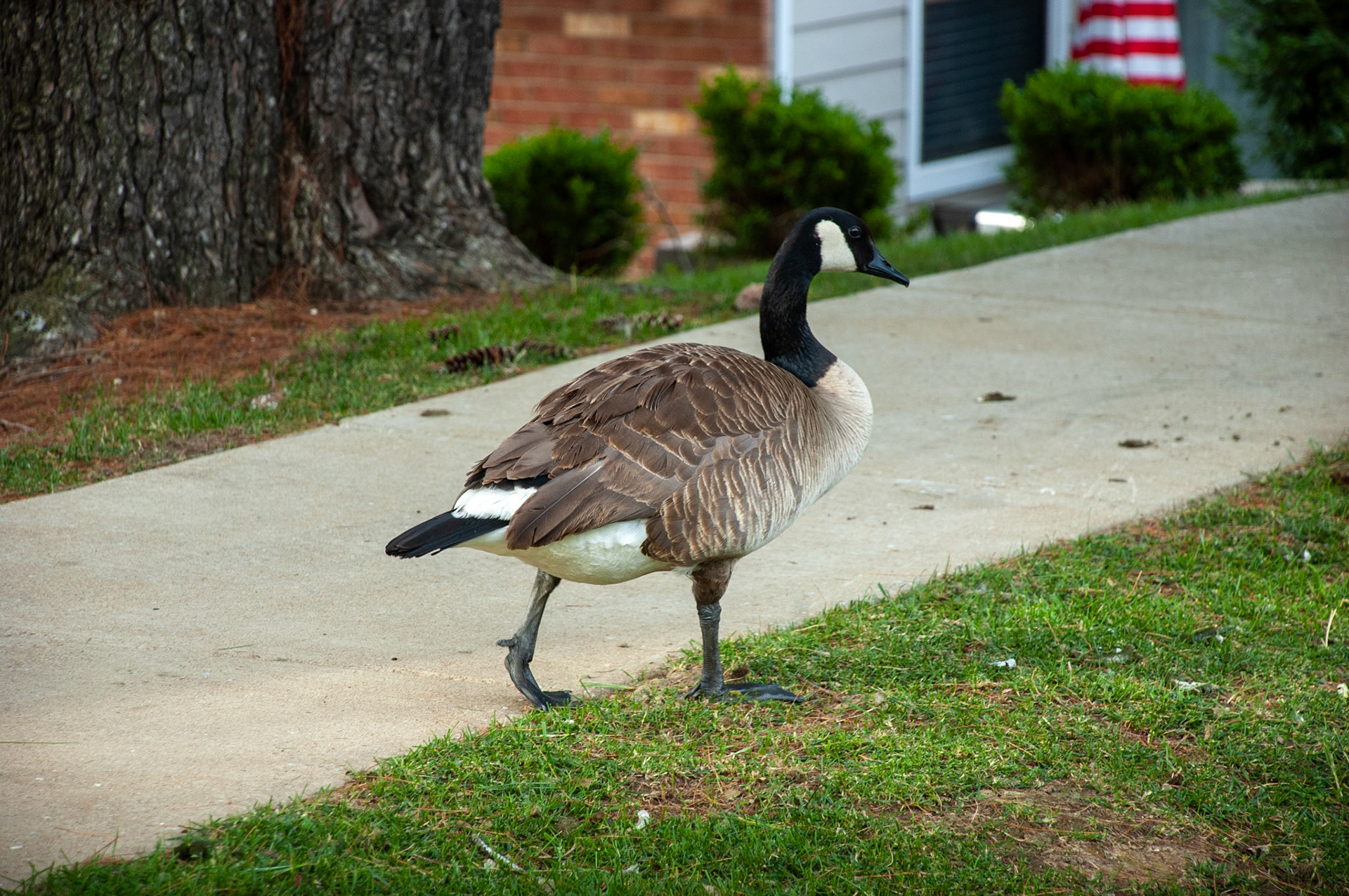 Canada Goose