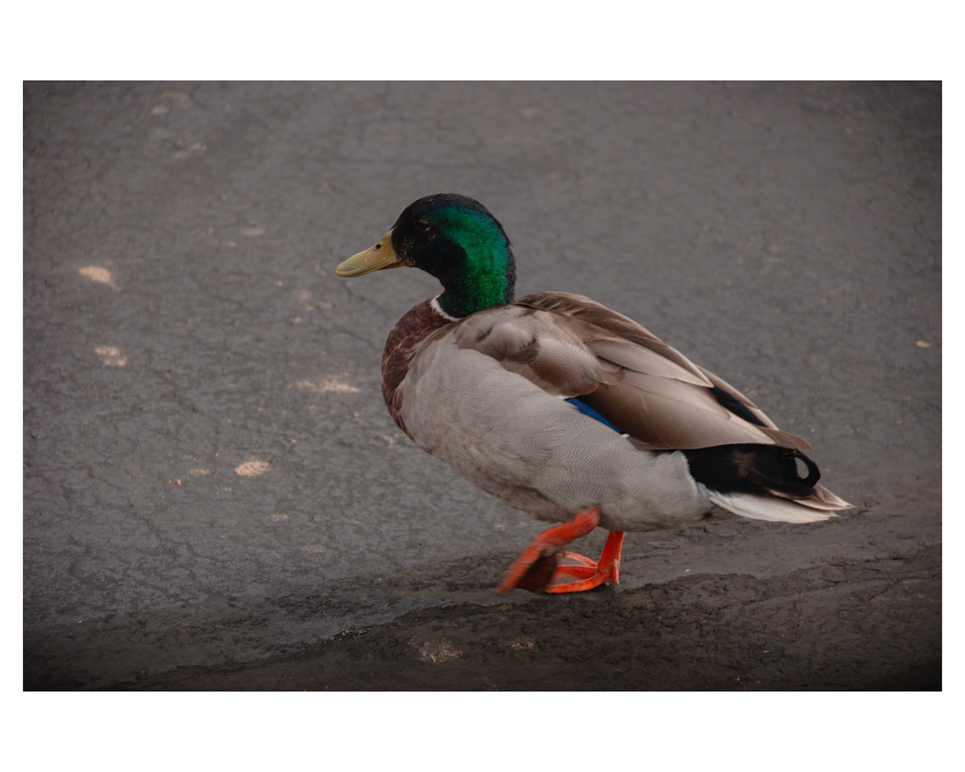 Mallard Duck - Male