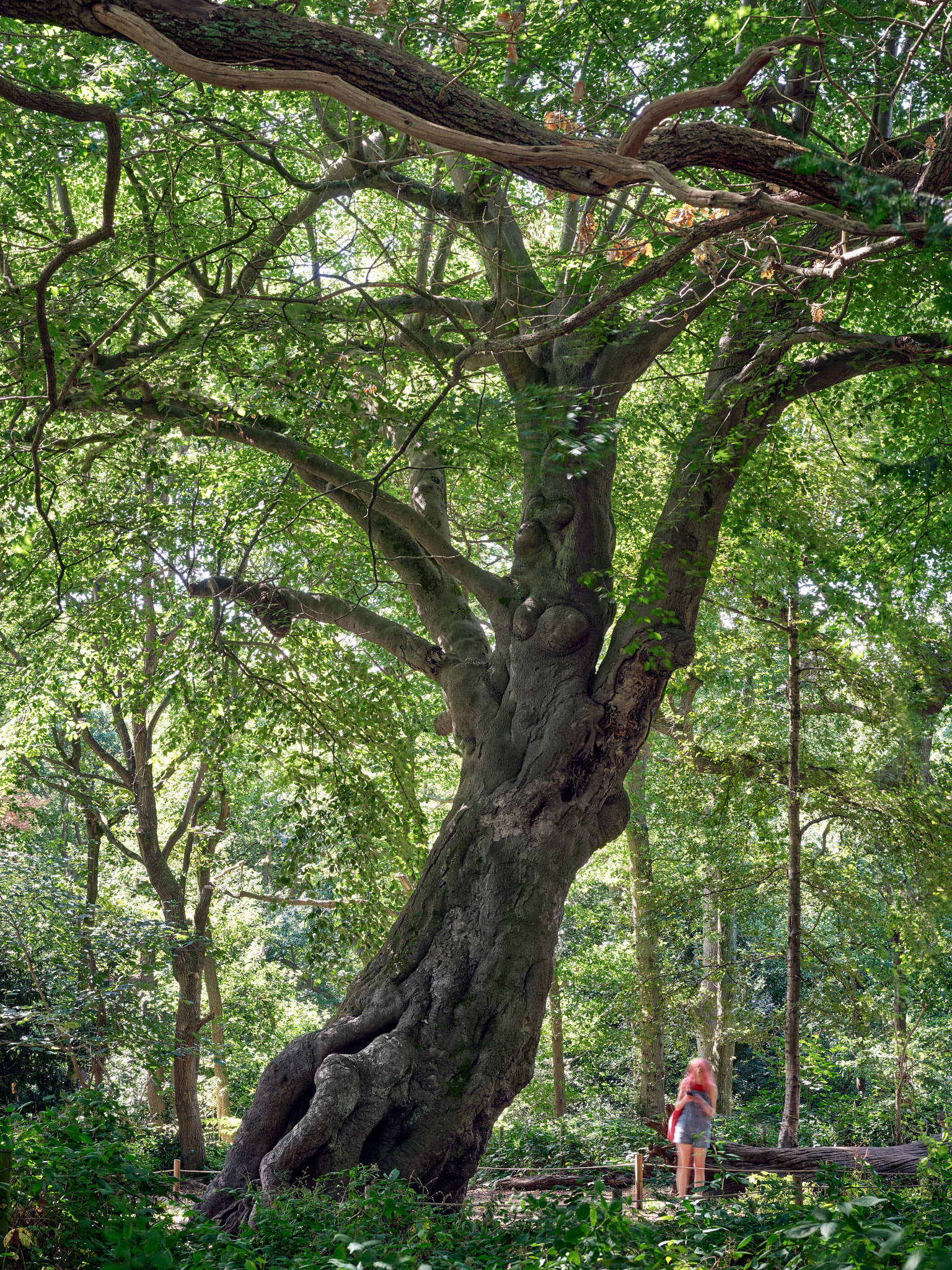Beech (the hollow tree)