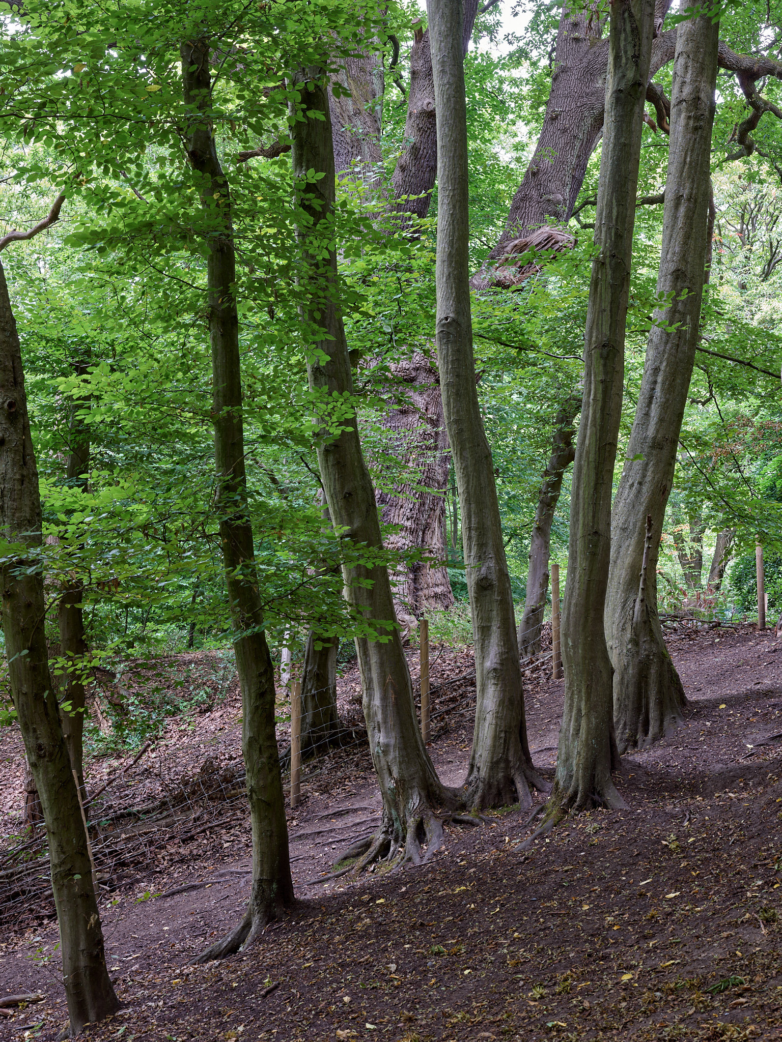 Four hornbeams