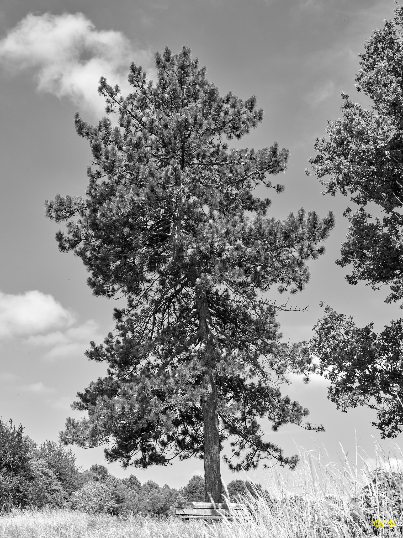 Hampstead Heath (Scots Pine)