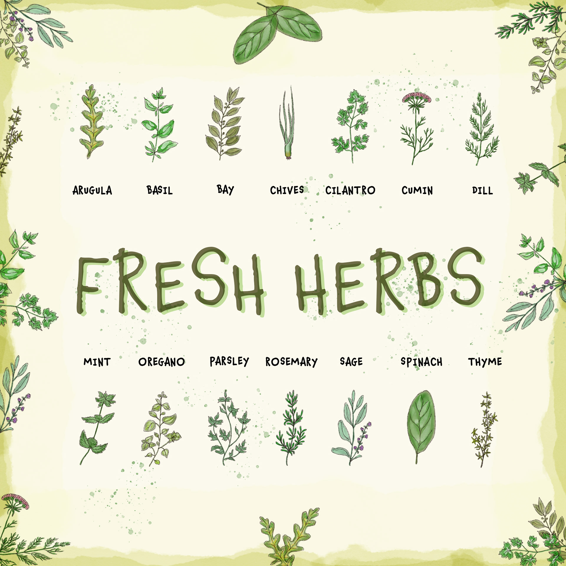 Fresh Herbs Reference Poster Illustration