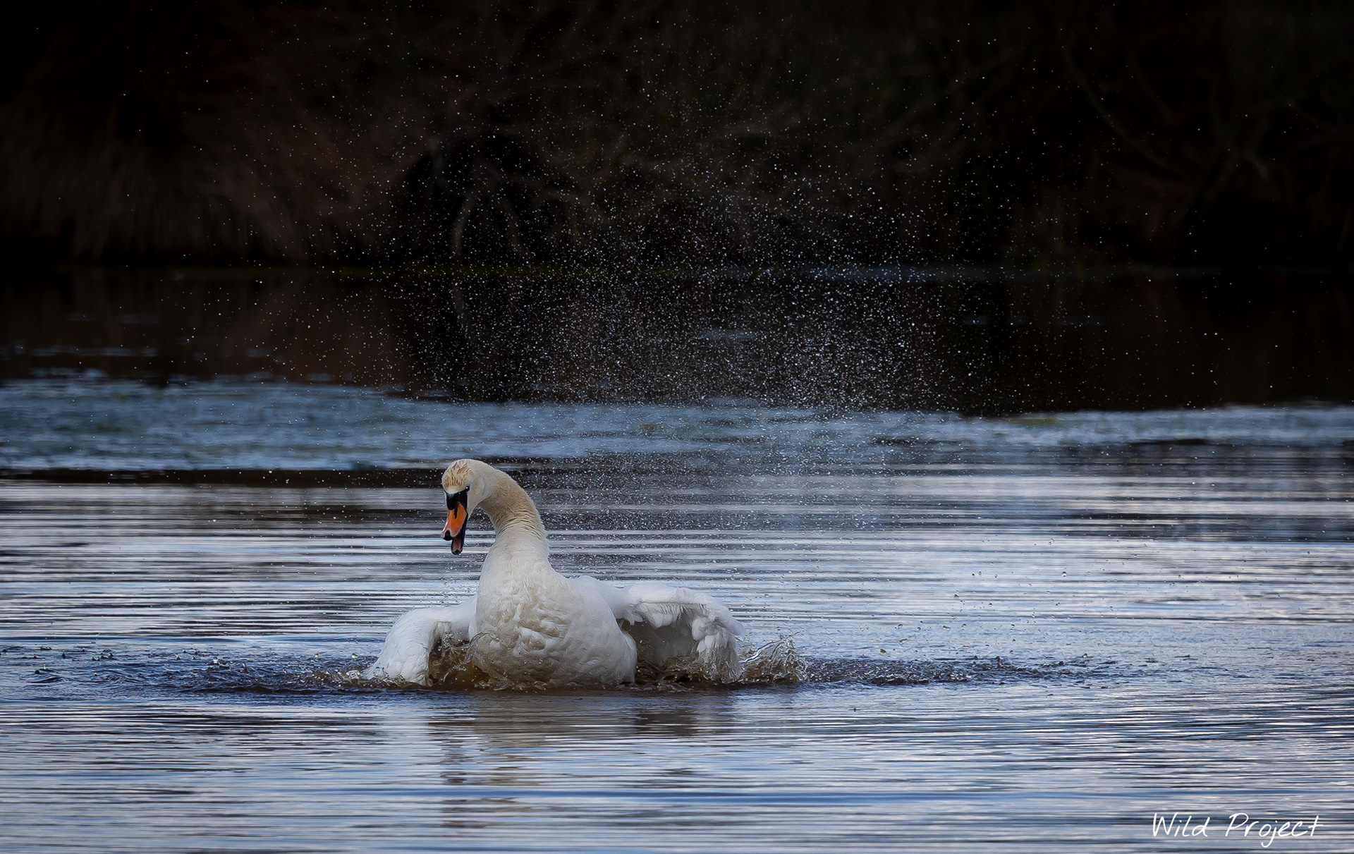 An adult Swan shaking, creating a small geyser ...