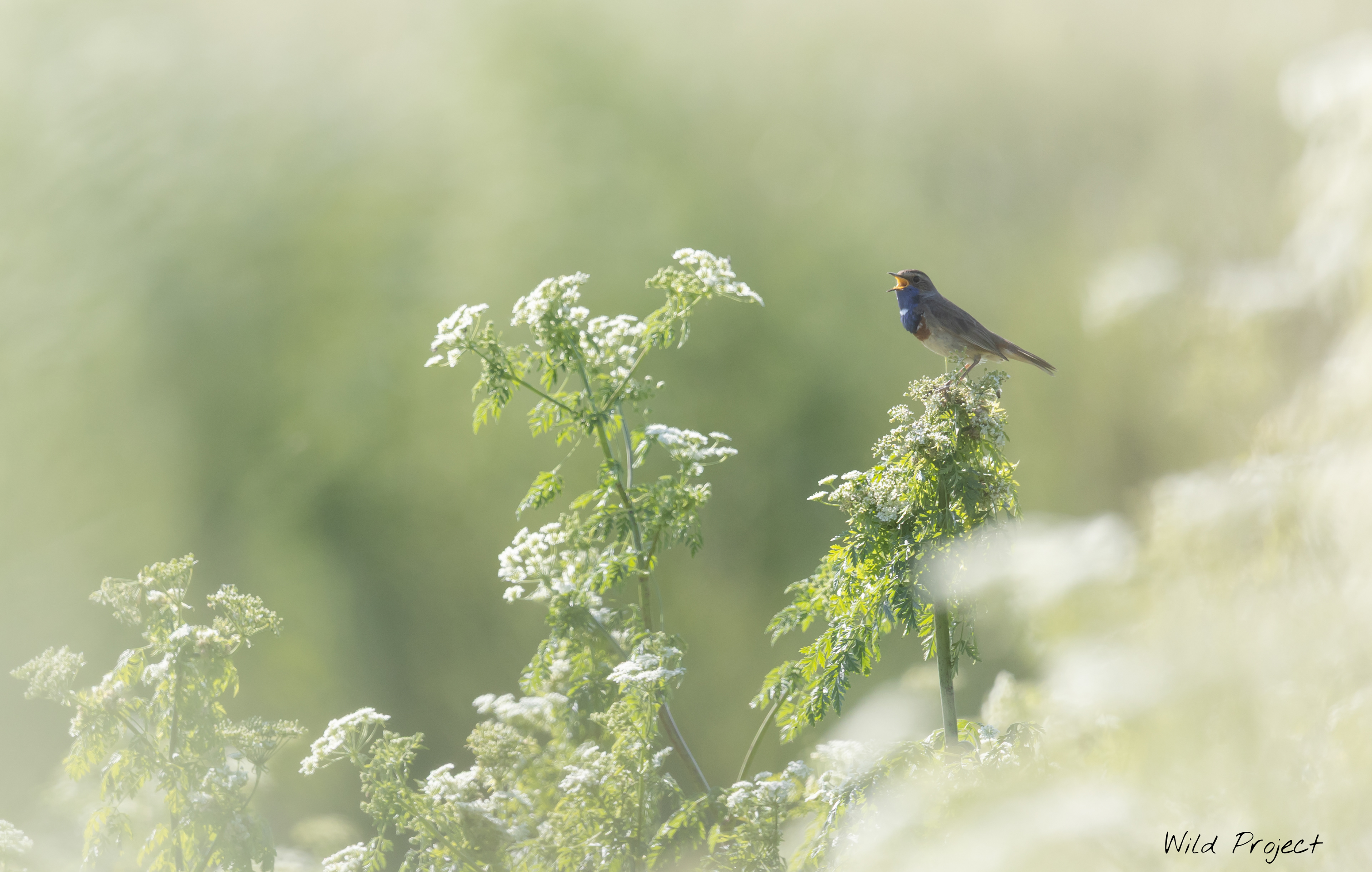Ambience photography of this Bluethroat. The surrounding plants filtered out the sunlight, creating this misty atmosphere.