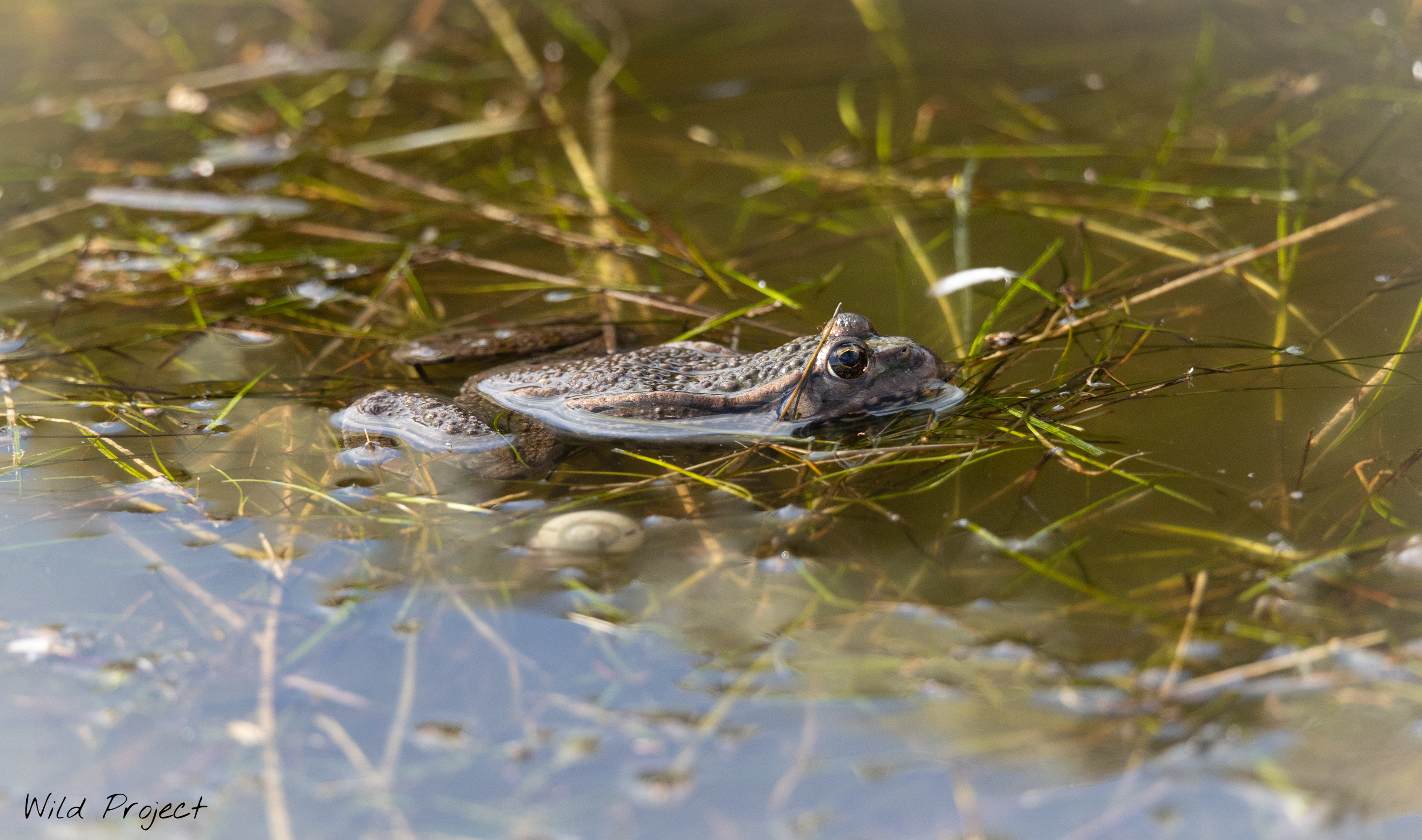 I met this frog basking in a stream a hundred meters from a stork nest. Good luck to her!