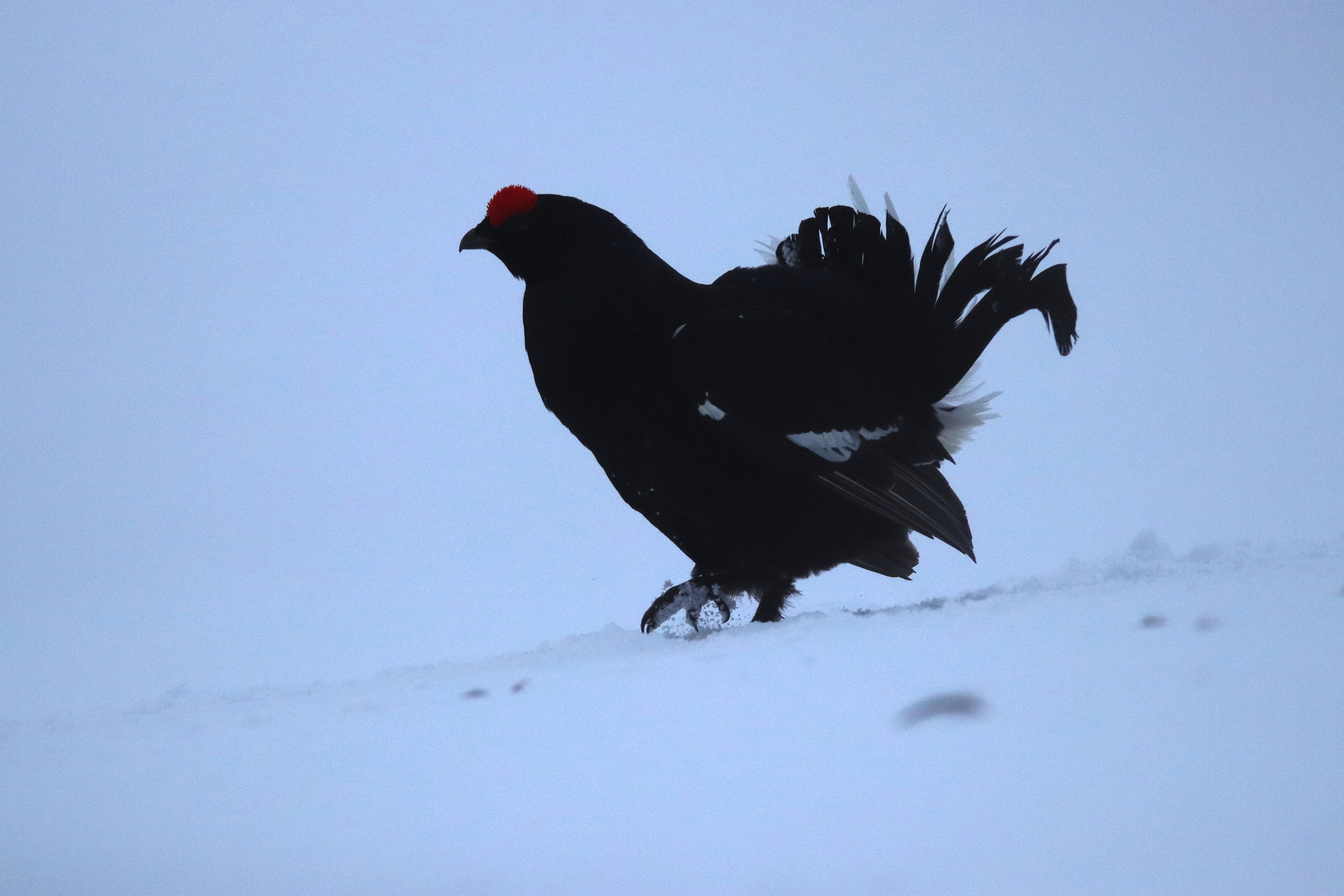 Tétras-Lyre marchant sur la neige avec ses "raquettes"