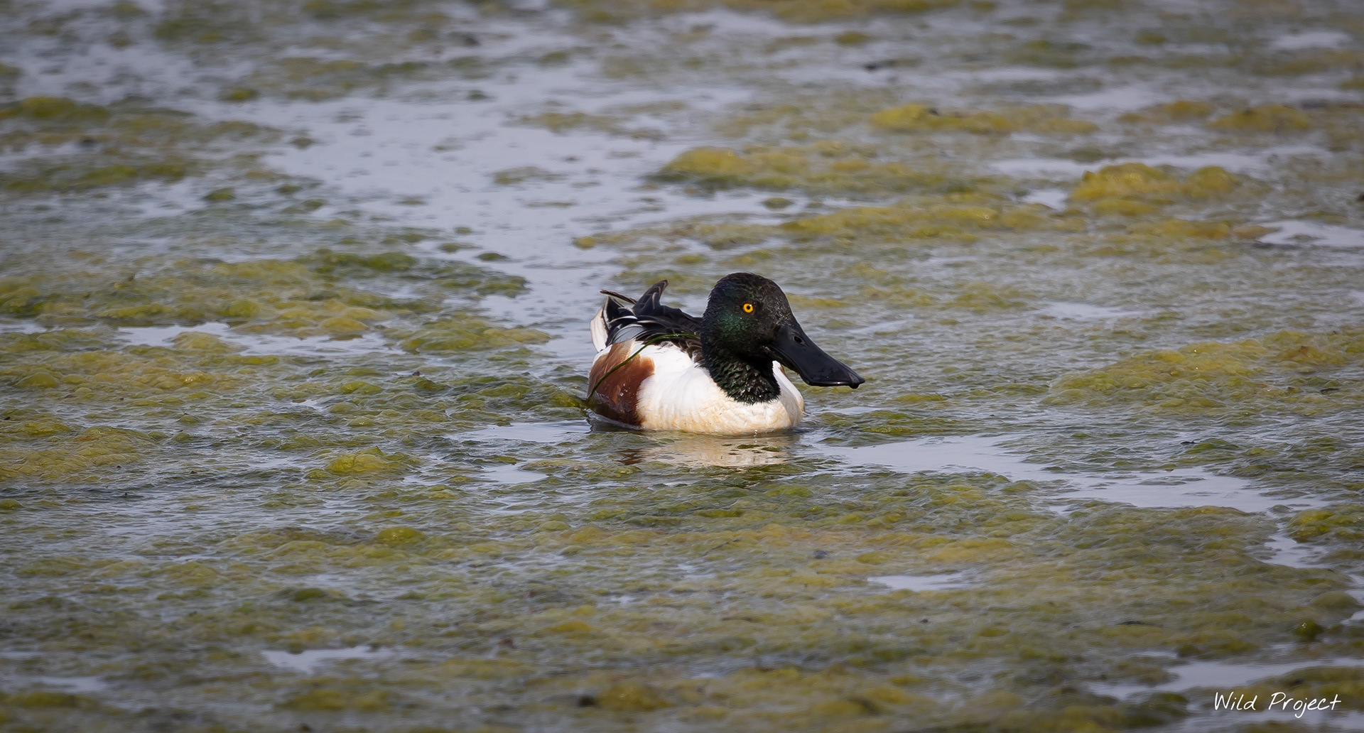 My favorite duck species, the northern shoveler, with its huge scoop-like beak