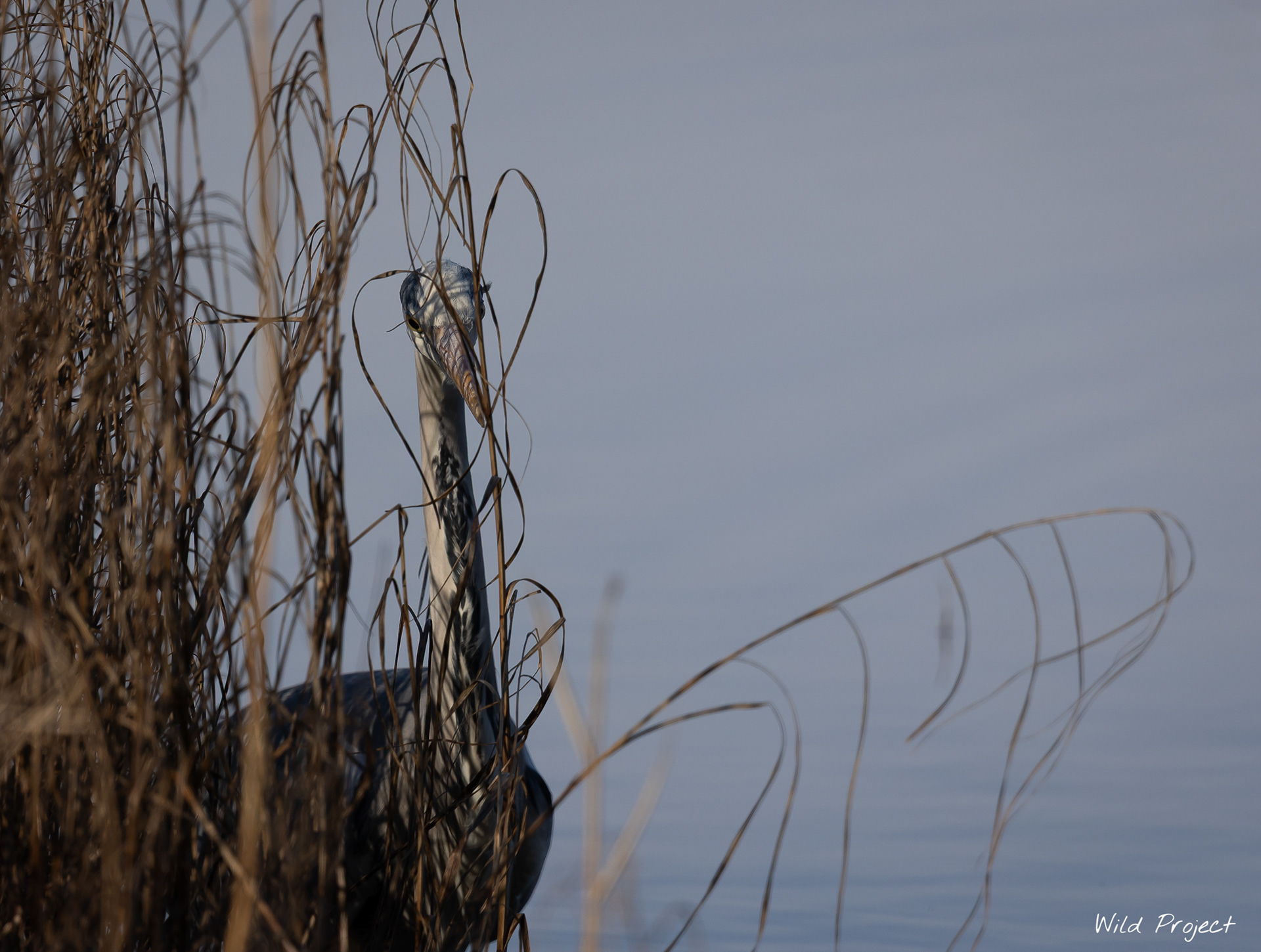 The discreet approach of the swamp ogre