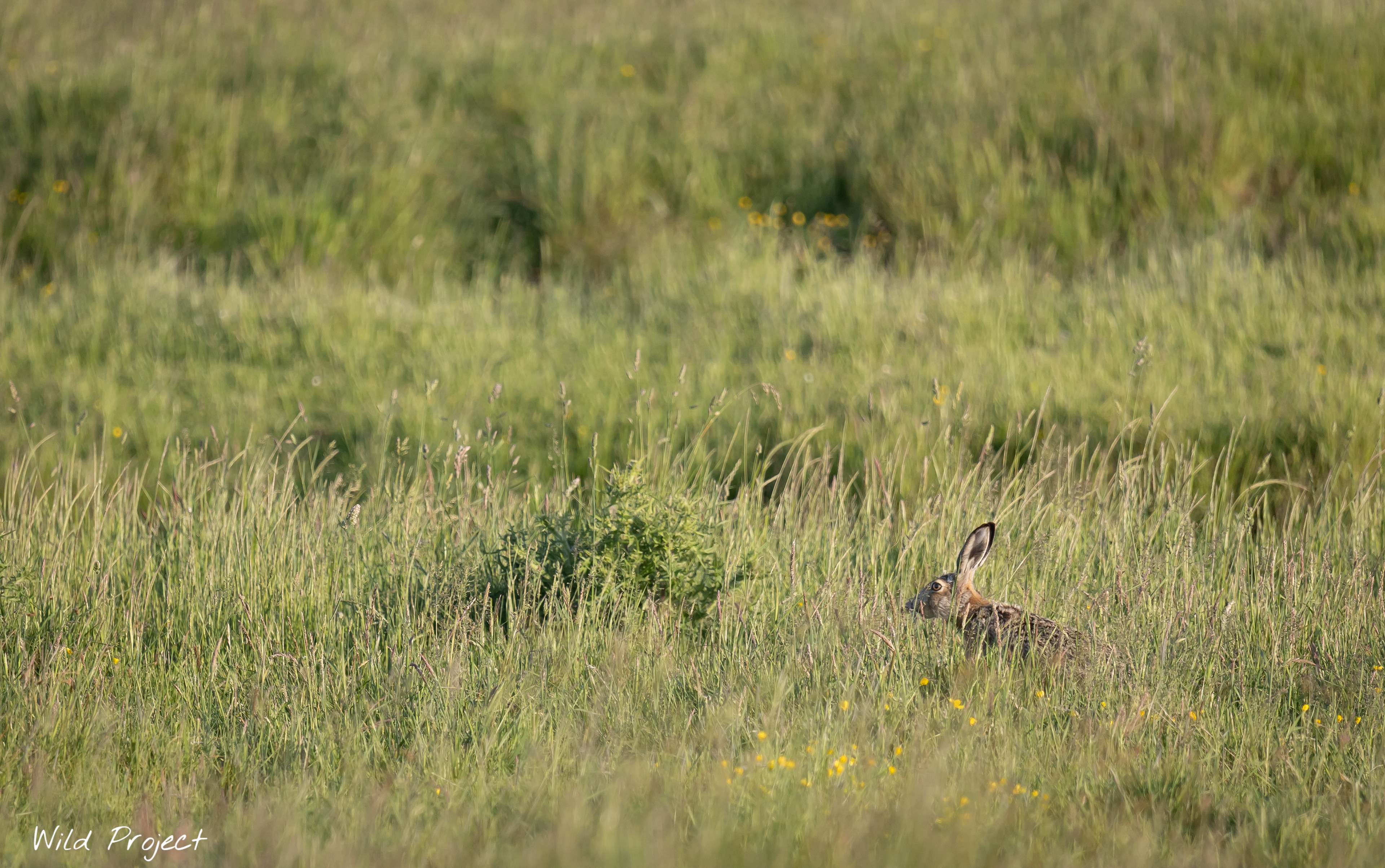 I disturbed this big hare during his break