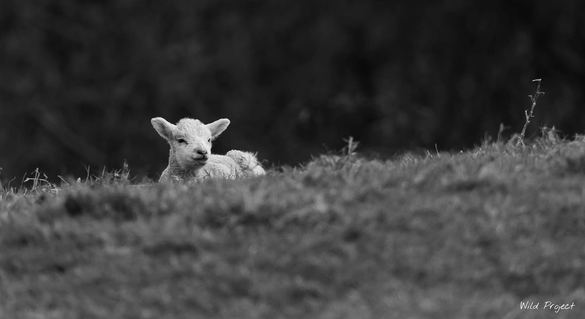 This lamb is no more than a few weeks old. It enjoys to sit quietly as long as its mother is not far ...
