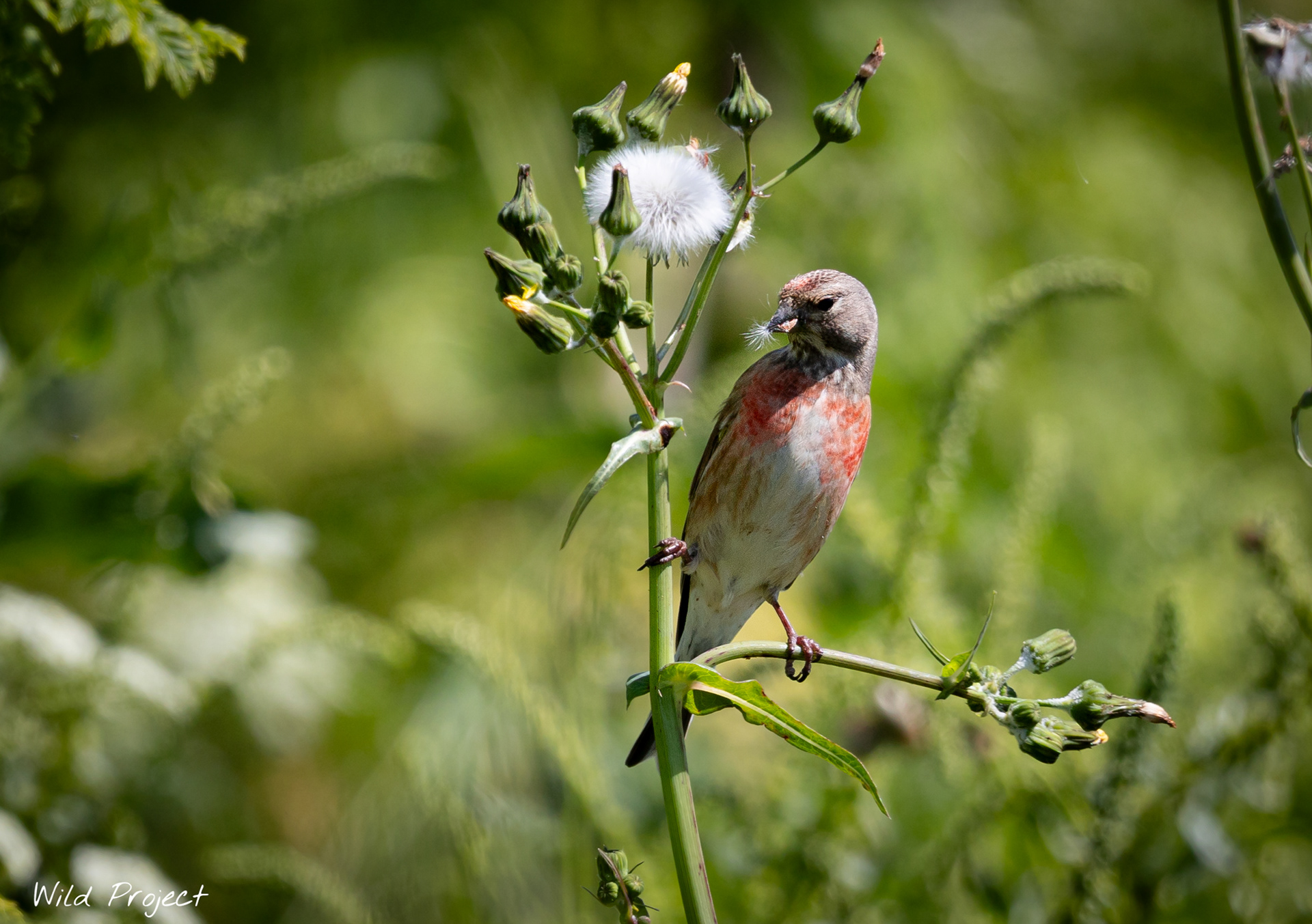 Birds (in this case a linnet) feast on flower seeds before flowering