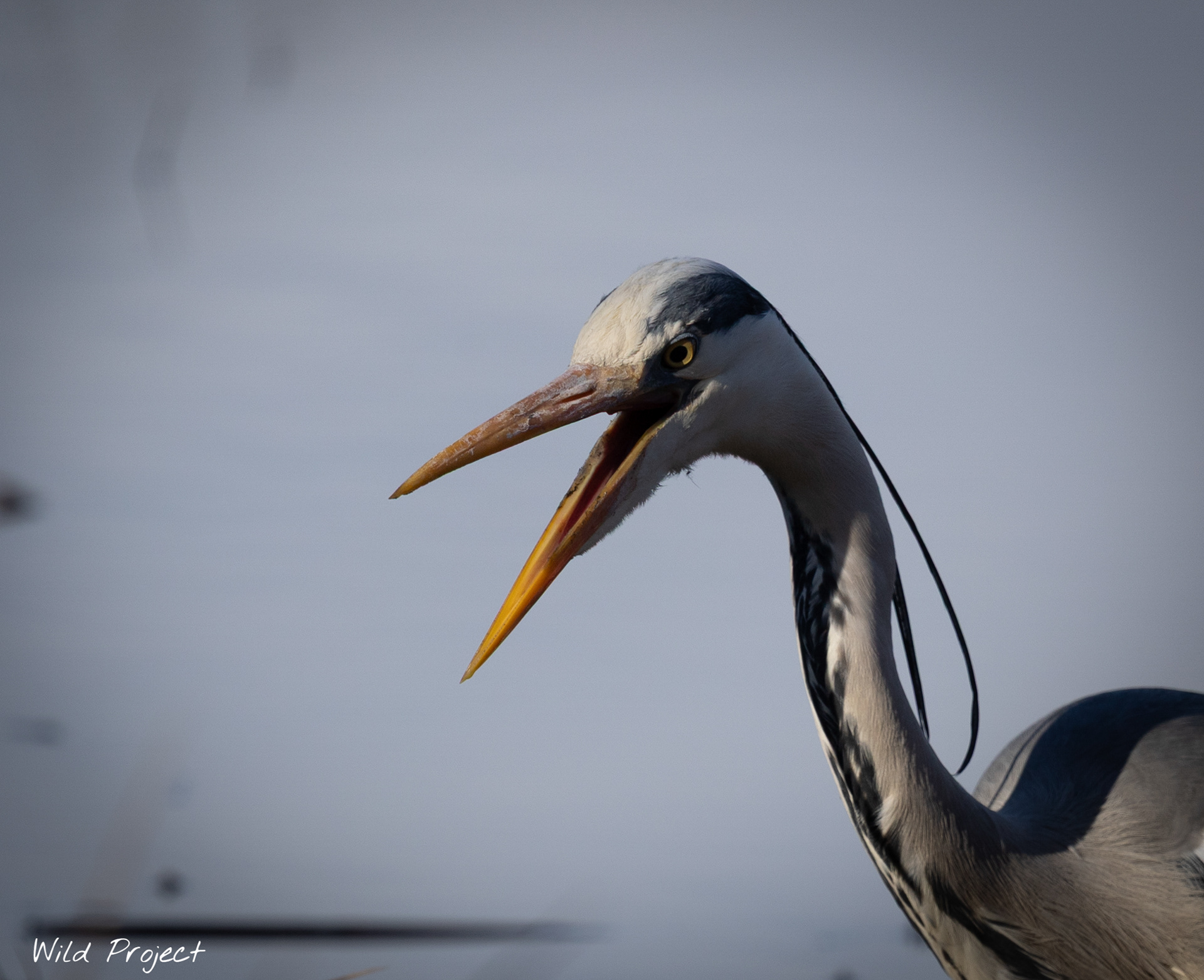This Grey heron definitely looks like a dinosaur