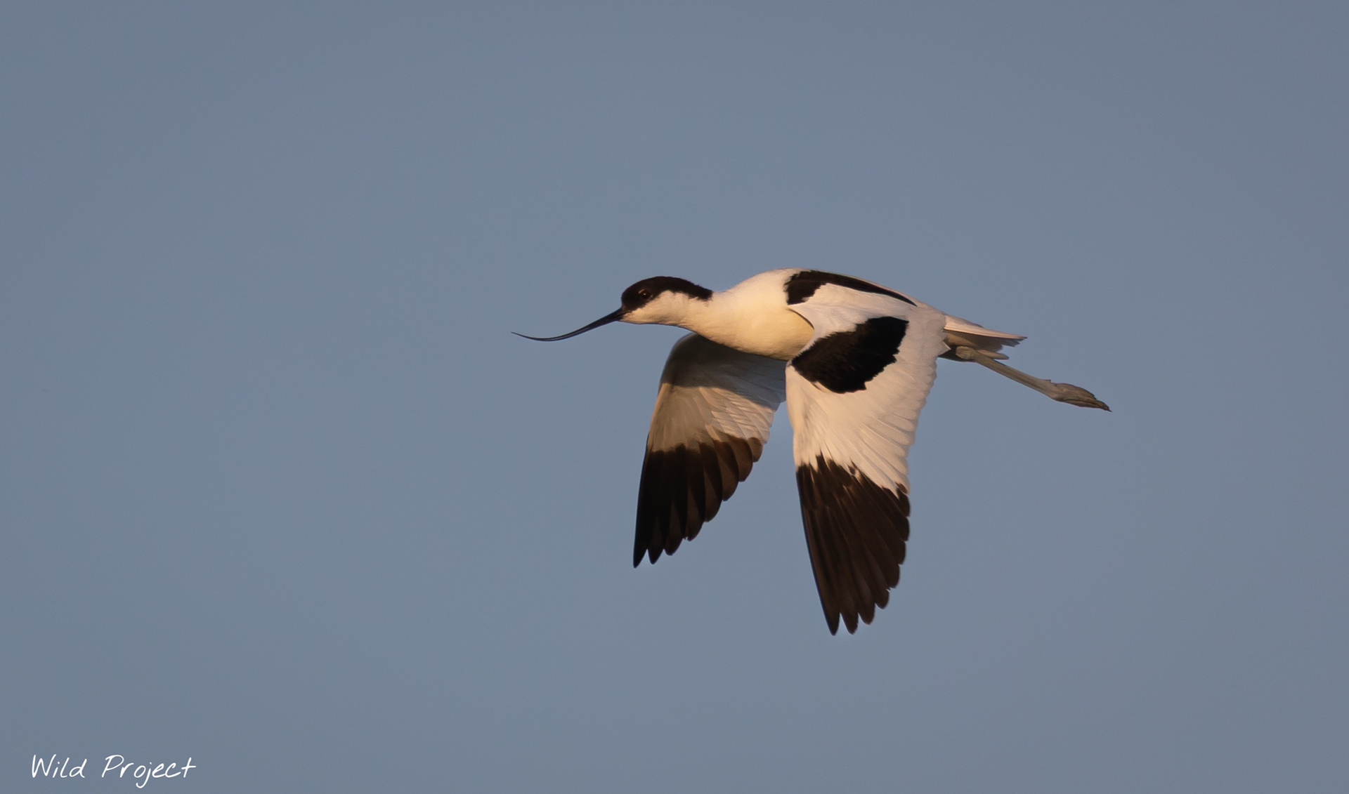 I got too close to this avocet's nest, and she almost charged me as punishment.