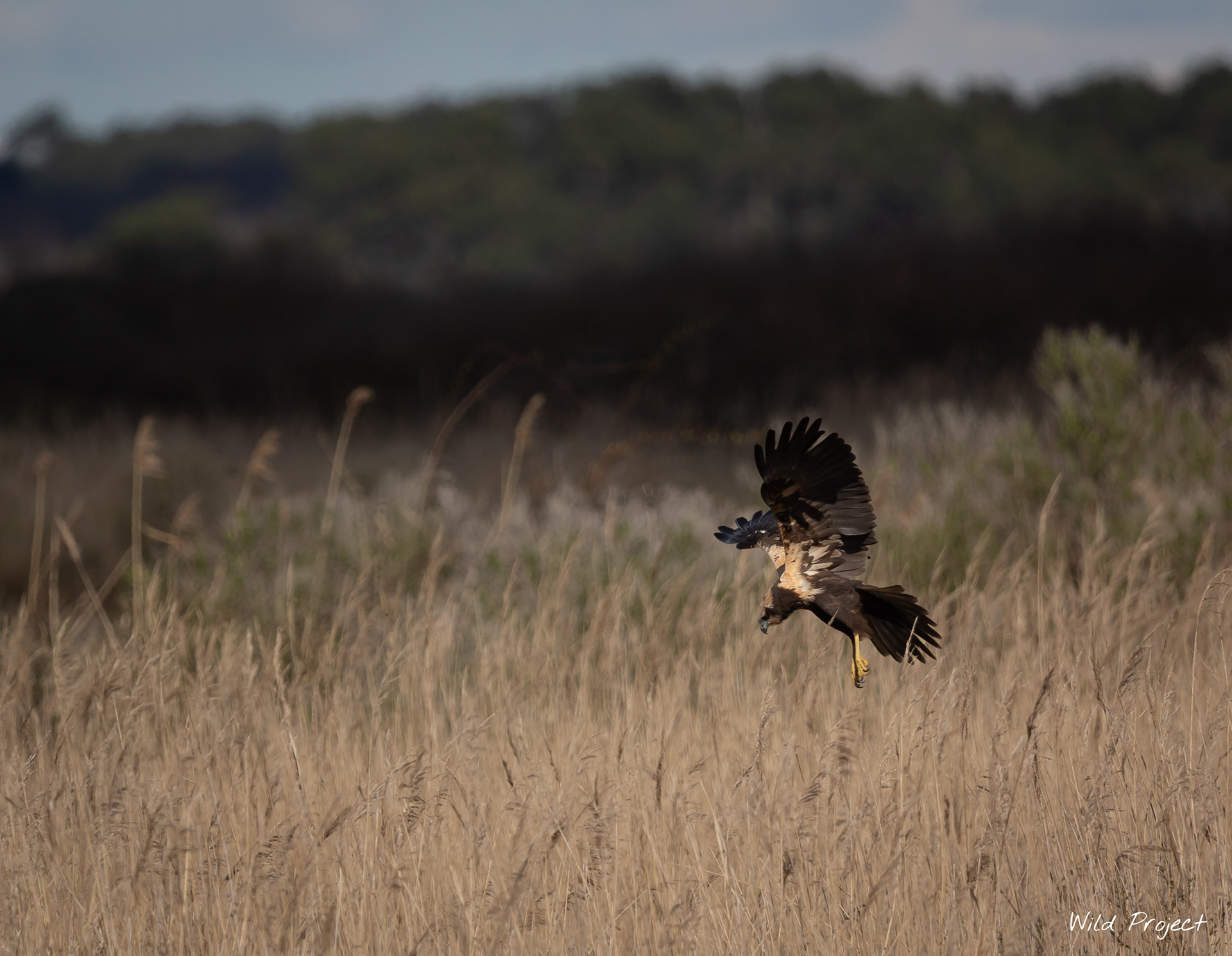 A female Marsh harrier swoops down on its prey in a reed bed in the Teich reserve