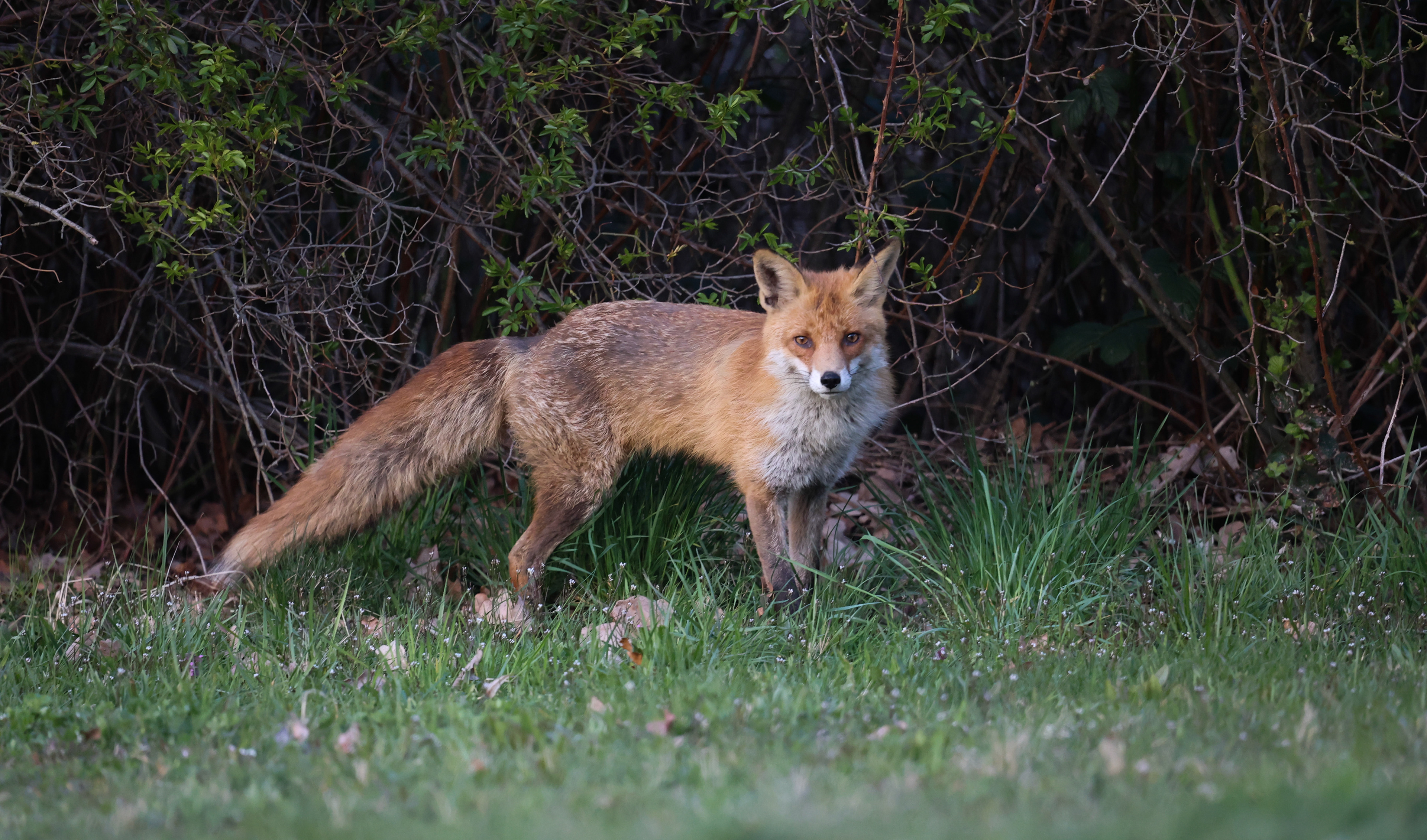 Marking territory
