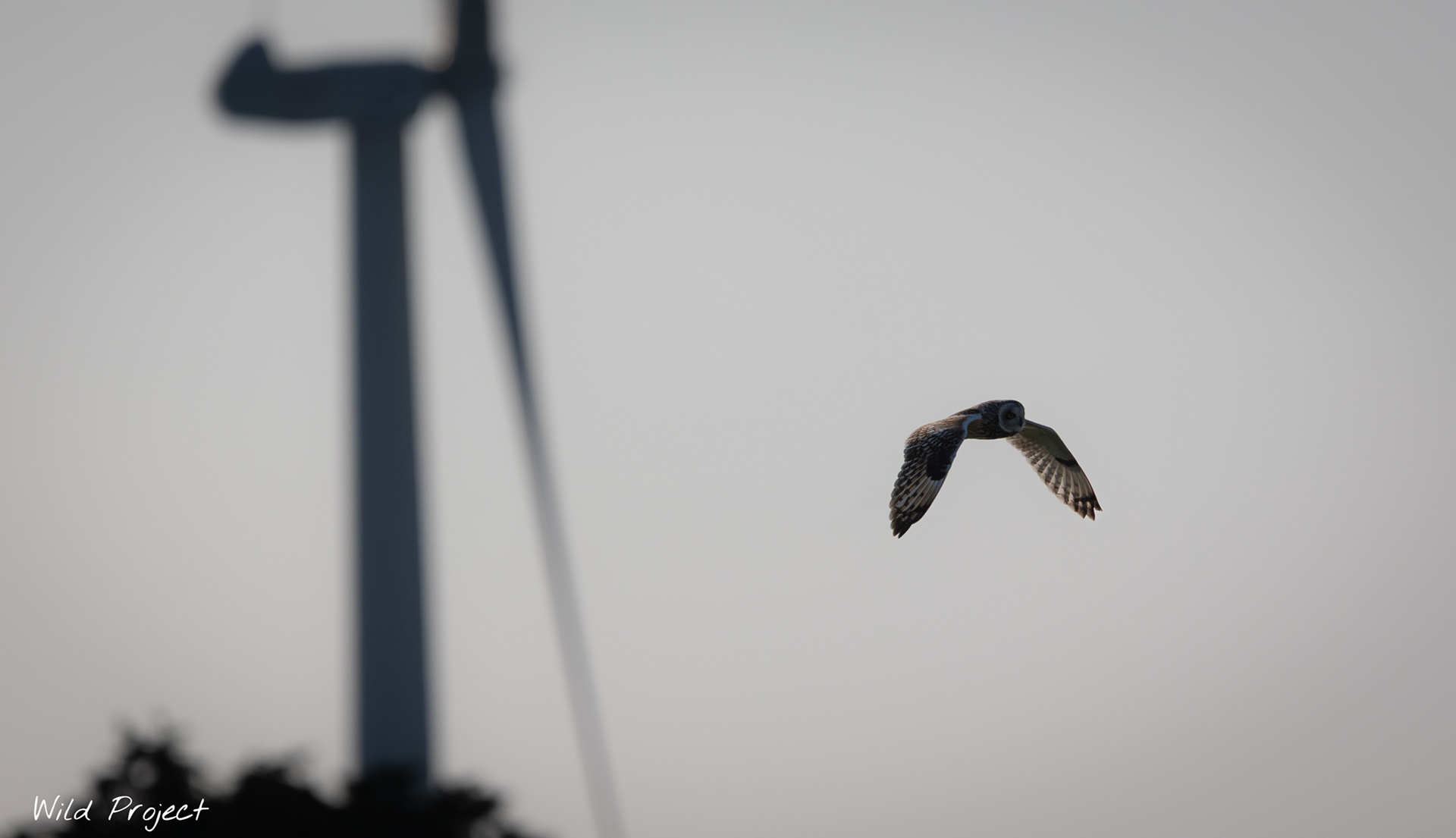 I hope that Short-eared owl doesn't wander too close to this wind turbine ...