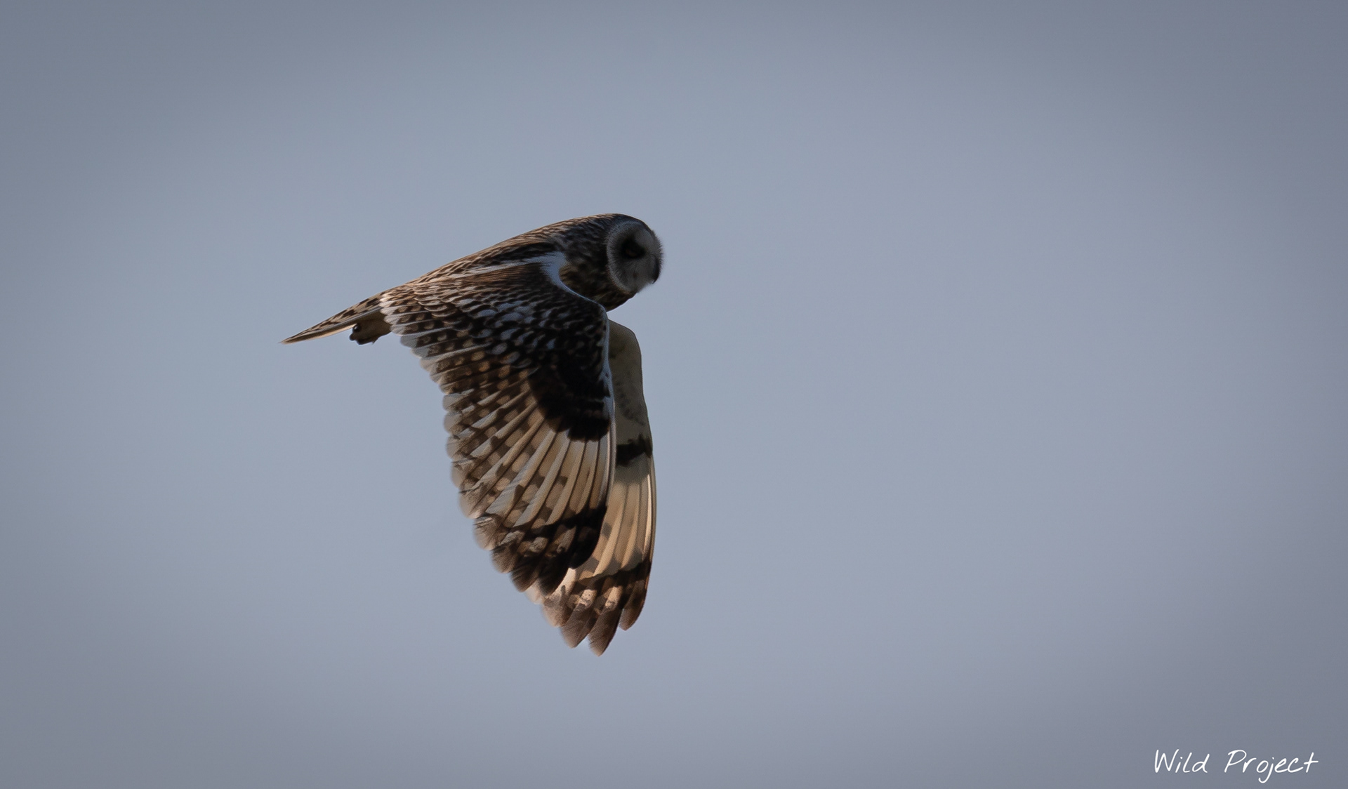 A short-eared owl marauding over the Vendée marshes. Rare!
