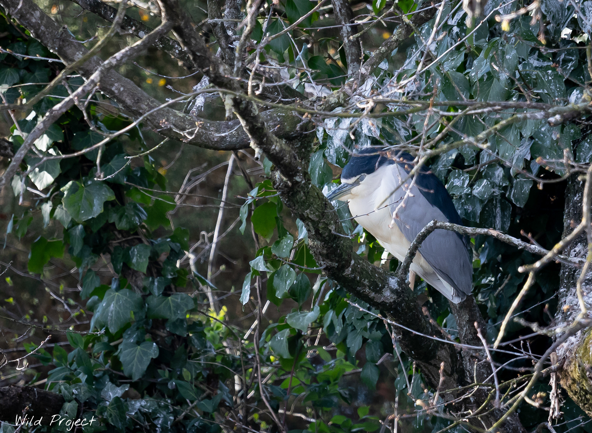 The Black-crowned night heron (Nycticorax nycticorax) is one of the rare species in its family to be mostly nocturnal .. not easy to have a good shot of time during daytime, as it is far from active ! 