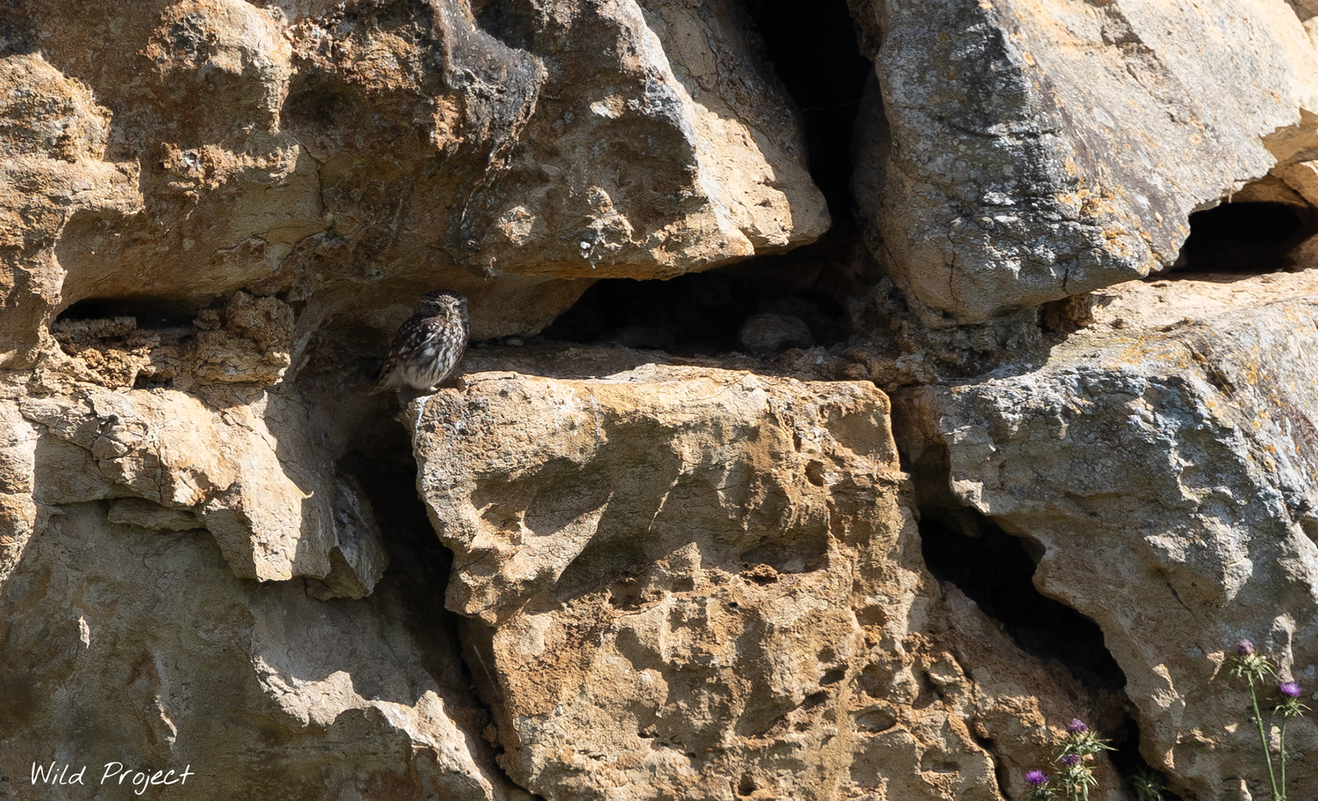 My favorite bird, the Little owl (Athene Noctua), nests in the cliffs of a small hamlet in the Baie de l'Aiguillon Reserve.