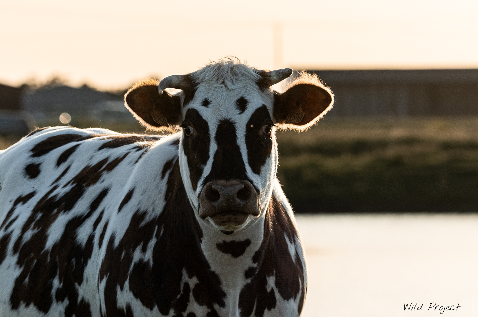 I love the reflection of the sun in this cow's hair. It looks like a saint's aureole