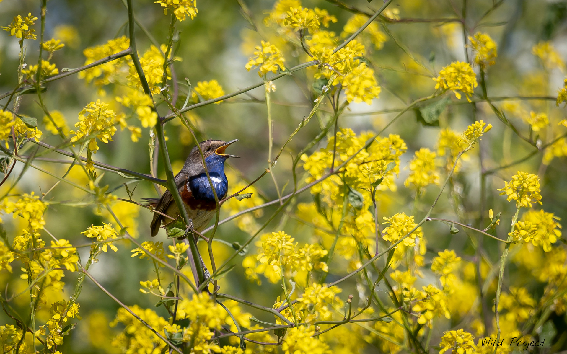 Bluethroats are even more magnificent in yellow flowers