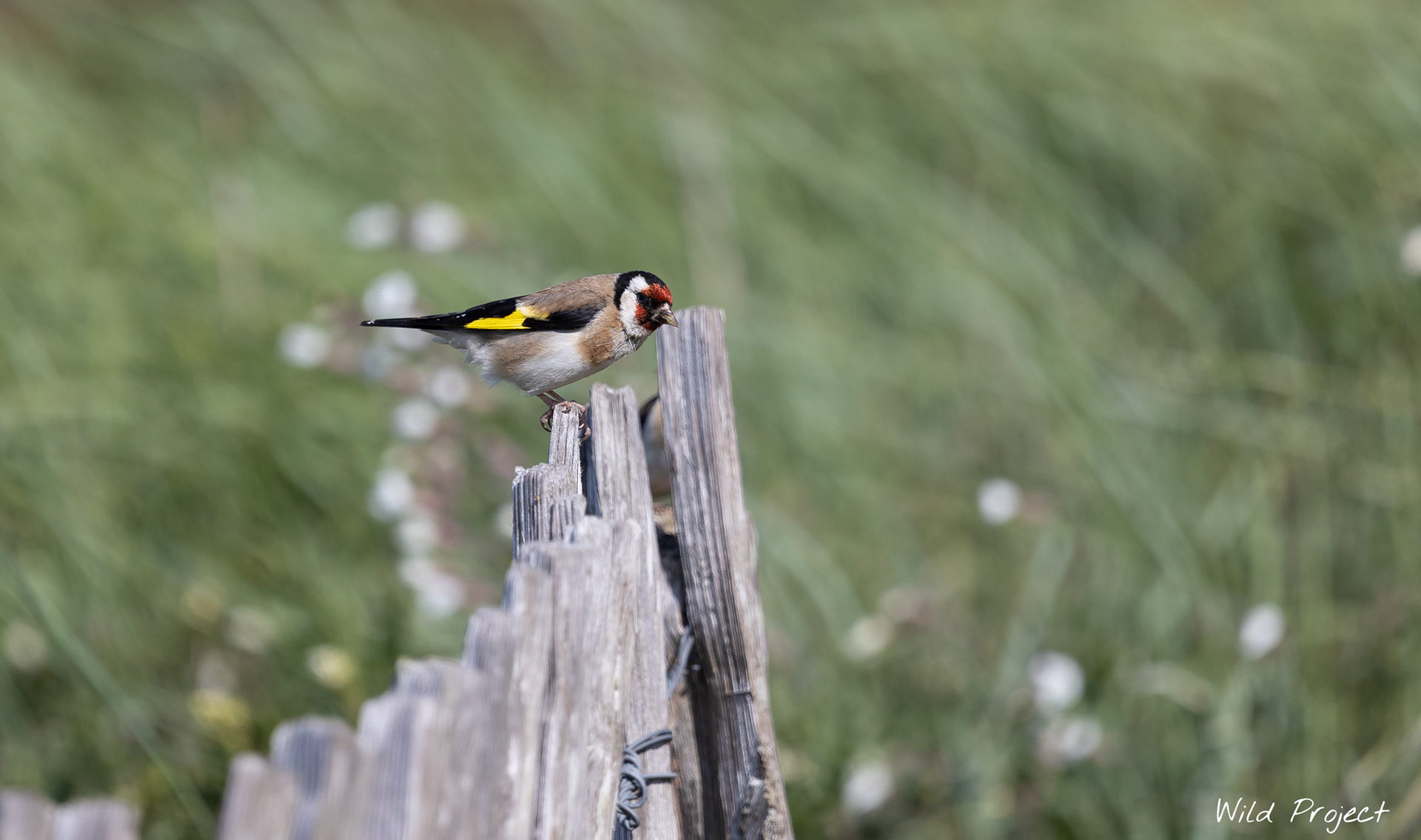 A goldfinch takes a break between two feasts of thistles