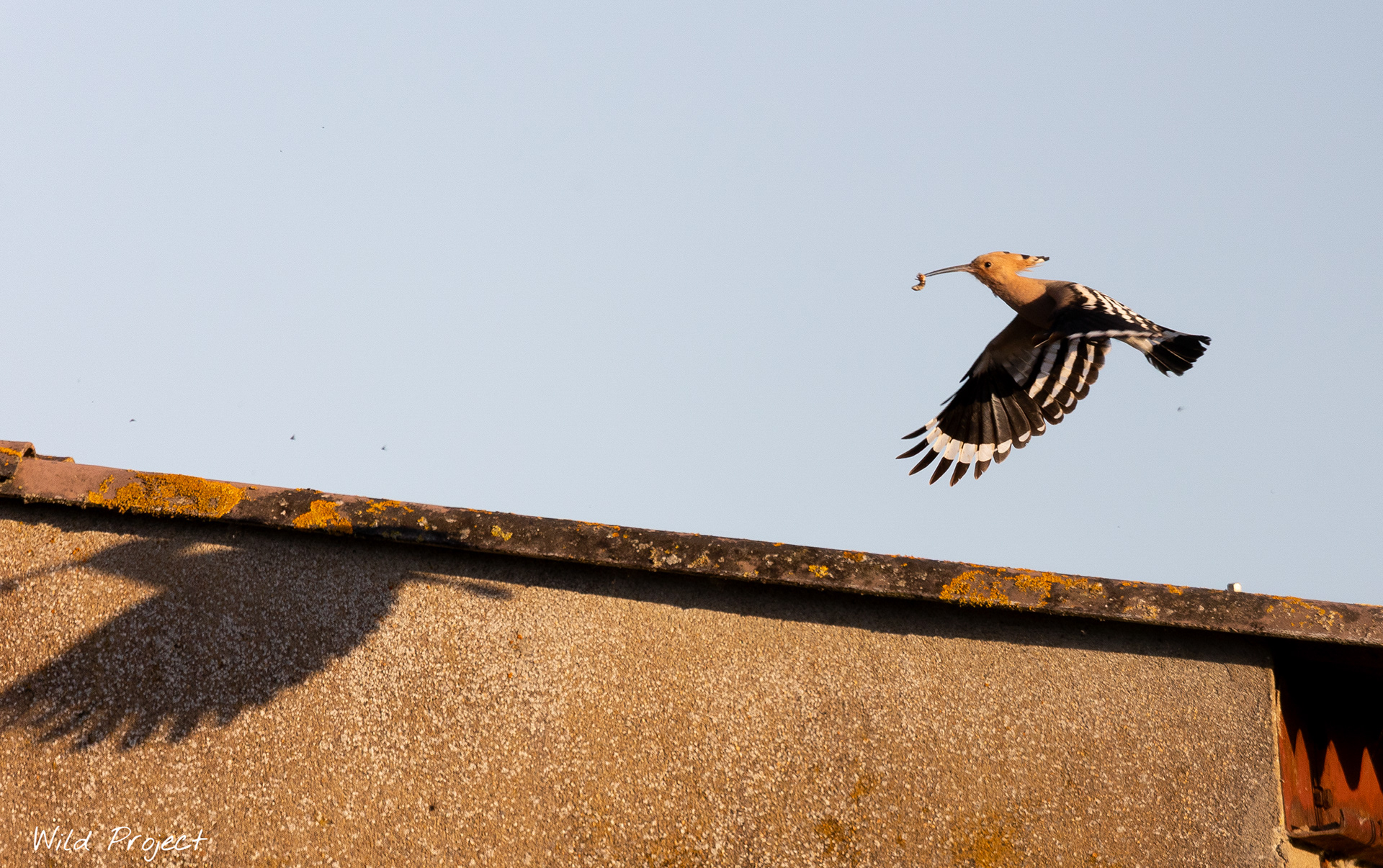 A Hoopoe caught in flight feeding its offspring ... it follows its shadow ^^