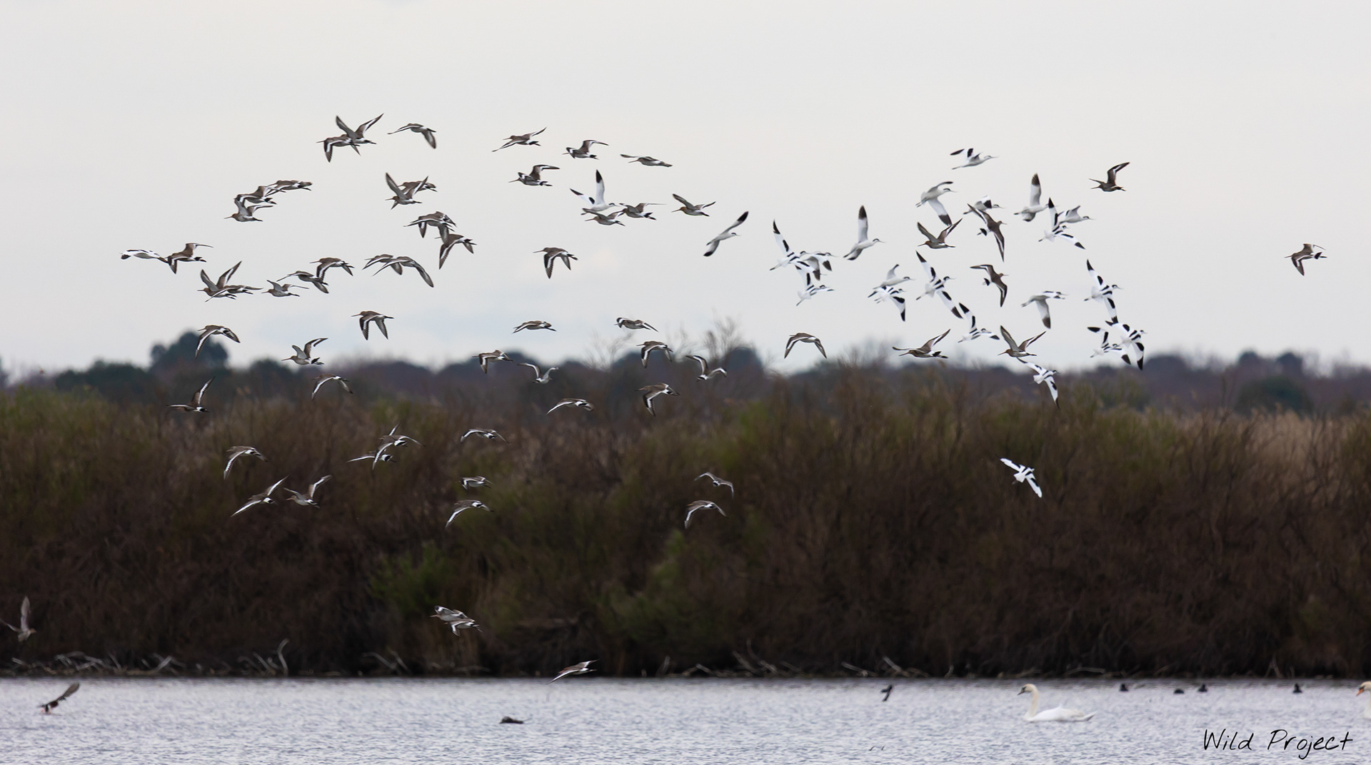 A flight of avocets meets a flight of black-tailed godwits