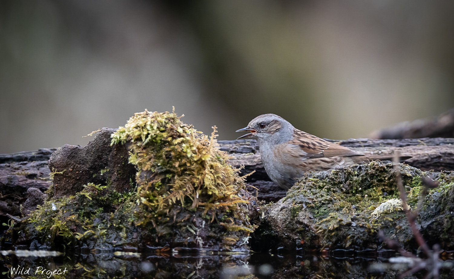 A Dunnock (Prunella modularis) wanders around a small pond, not for from my hide
