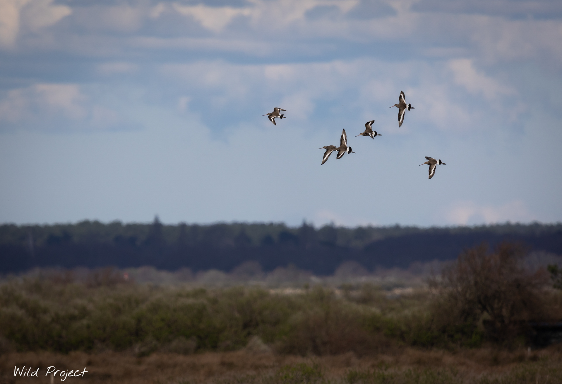A group of Black-tailed Godwit in flight over the reserve's lakes
