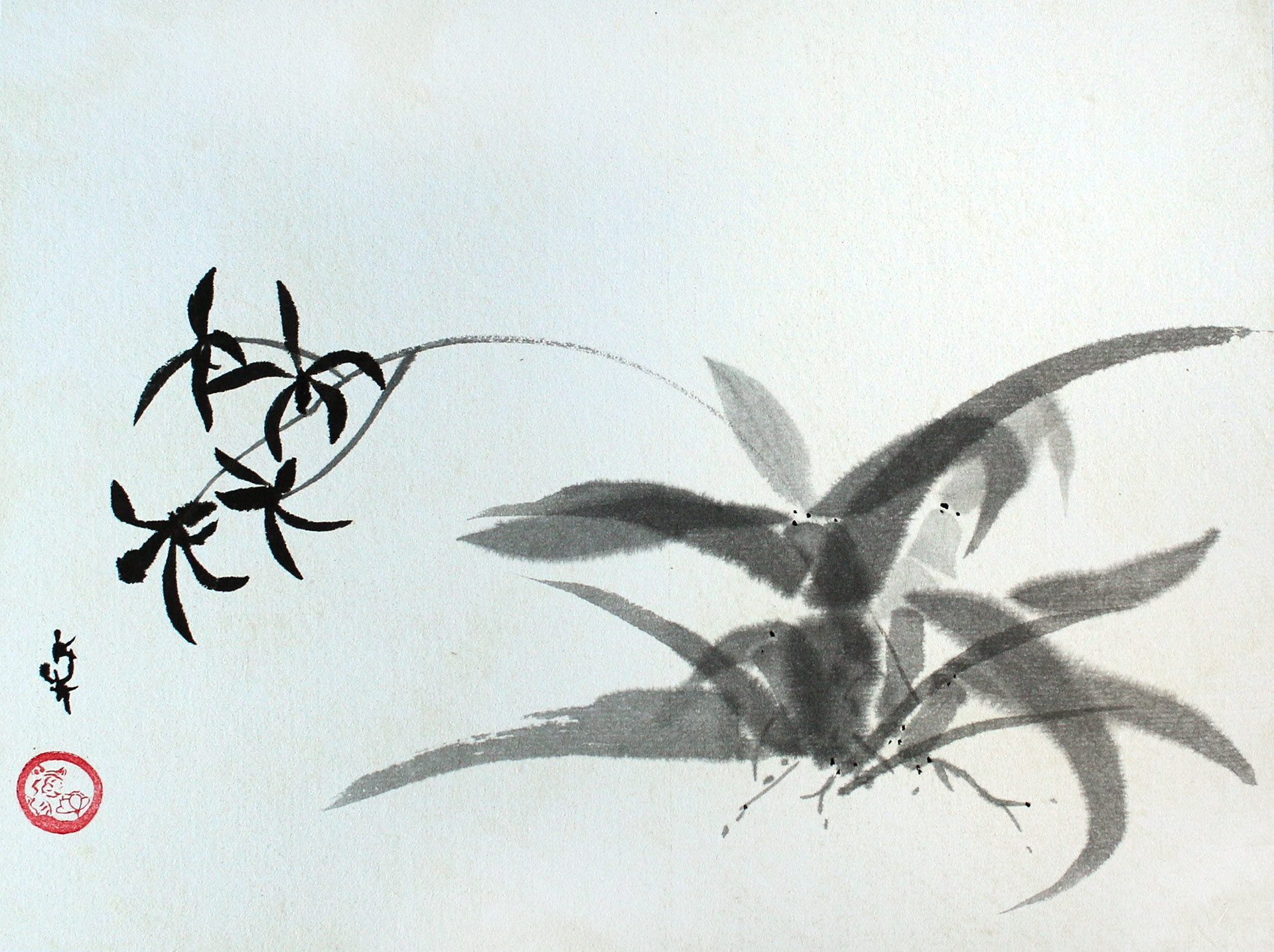 Black orchid - sold