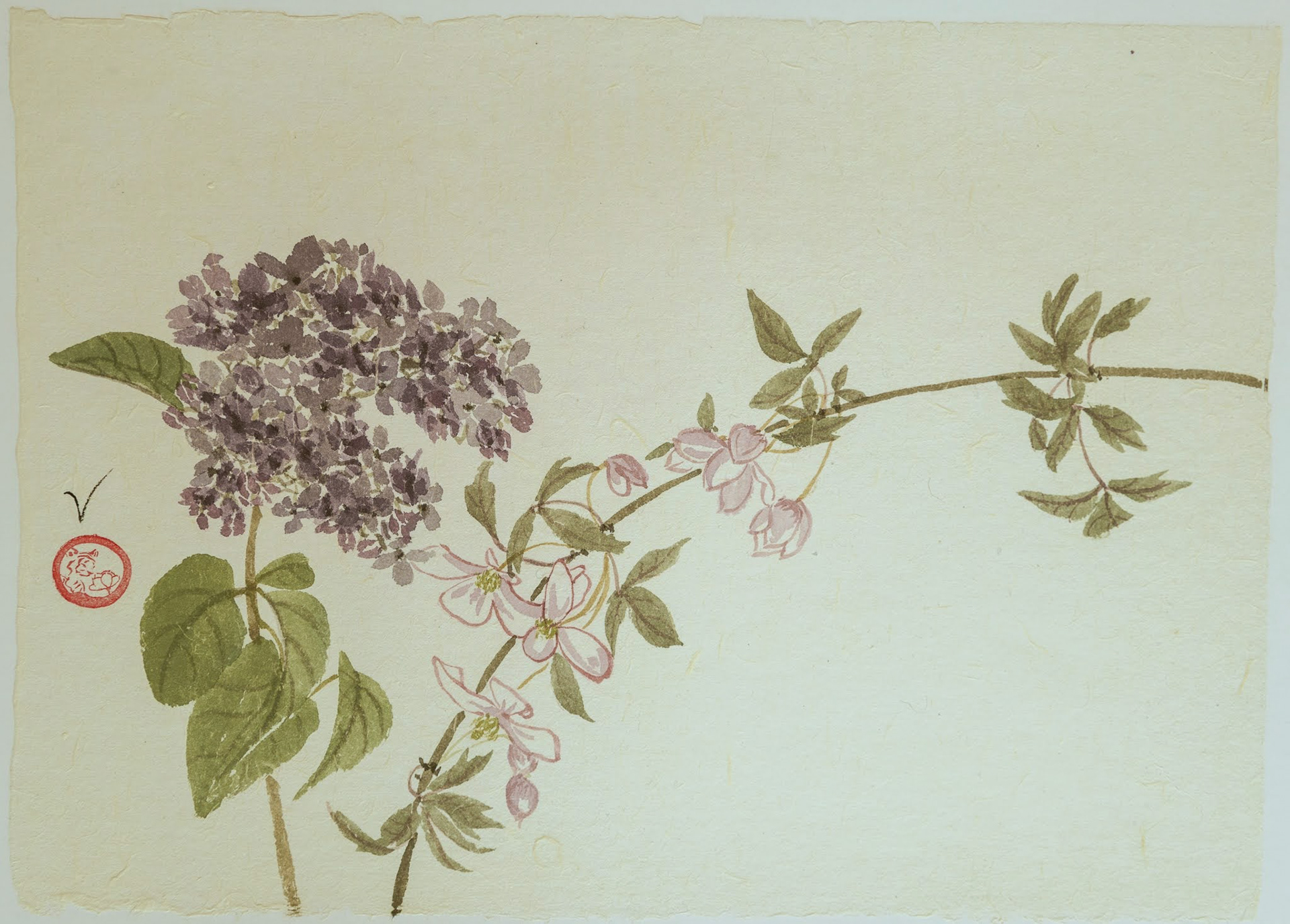 Lilac Clematis - sold