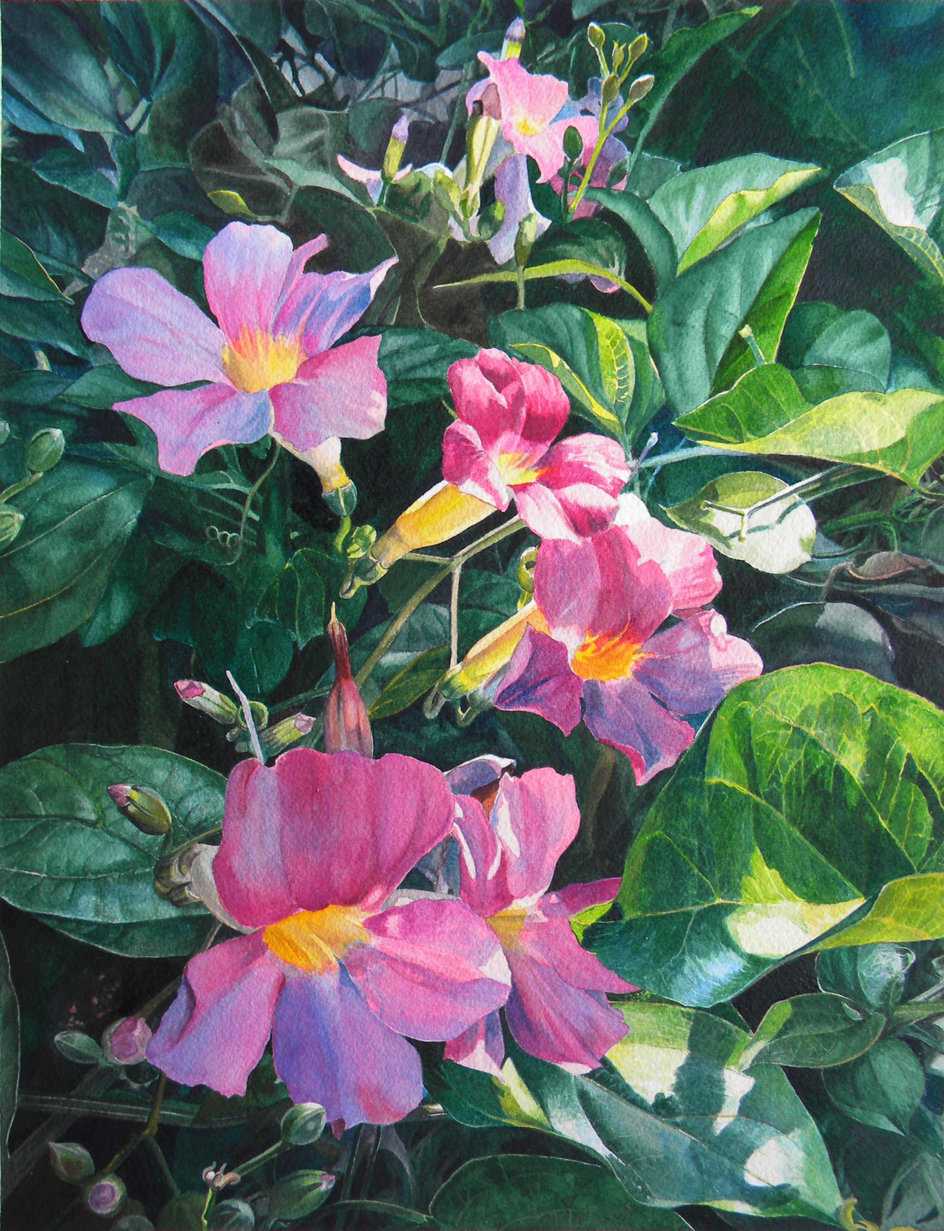 trumpet vine watercolor