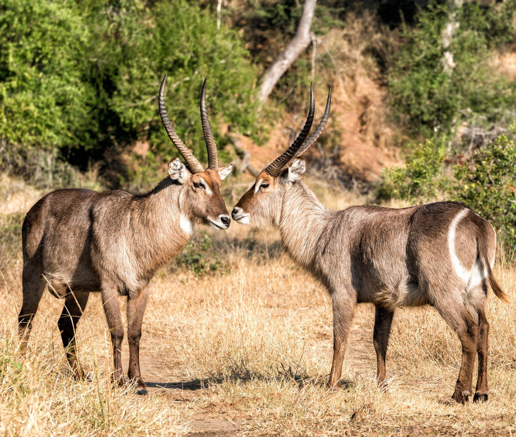Common Waterbuck-Mama Mala Reserve, Kruger Park