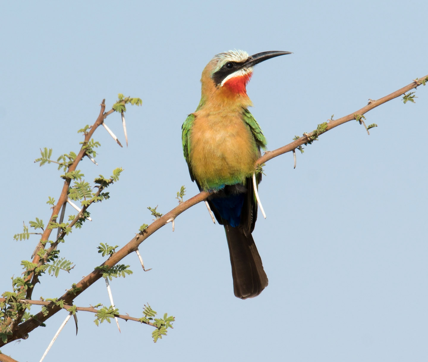 White-Fronted Bee Eater-Mala Mala Game Reserve, Kruger Park