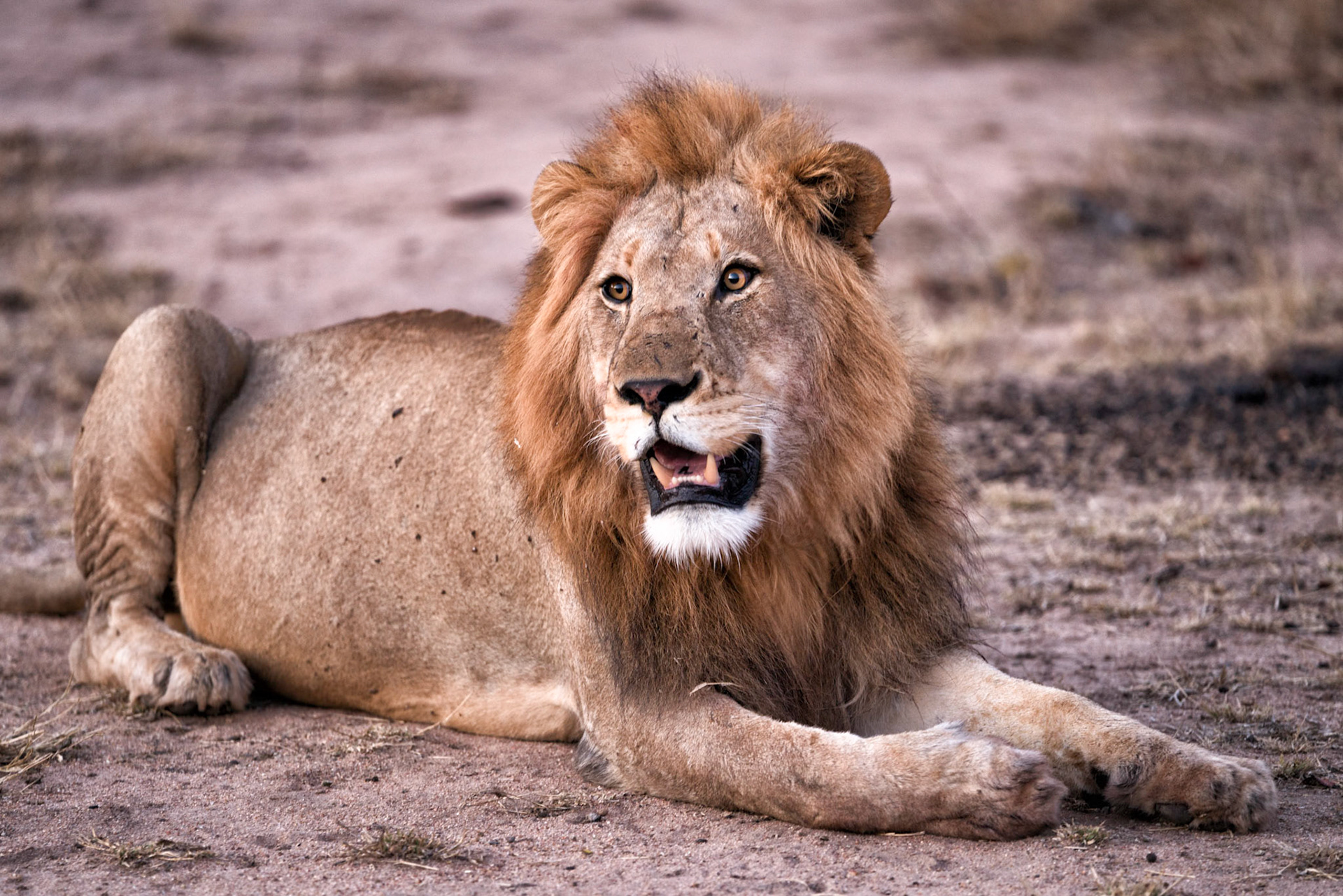 Adult Male Lion-after eating water buffalo. Mama Mala Reserve, Kruger Park