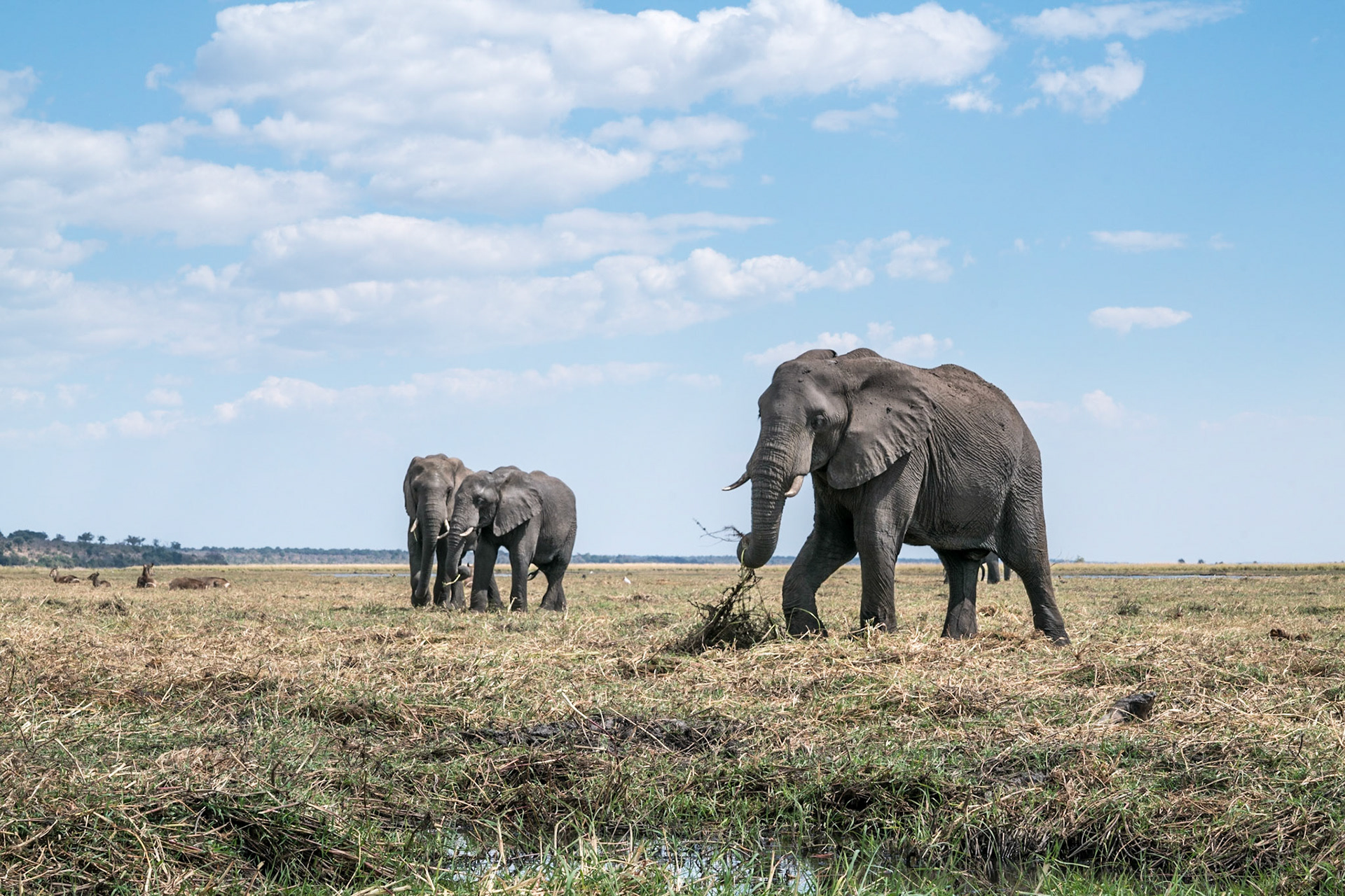 Elephants-Chobe Park, Botswana